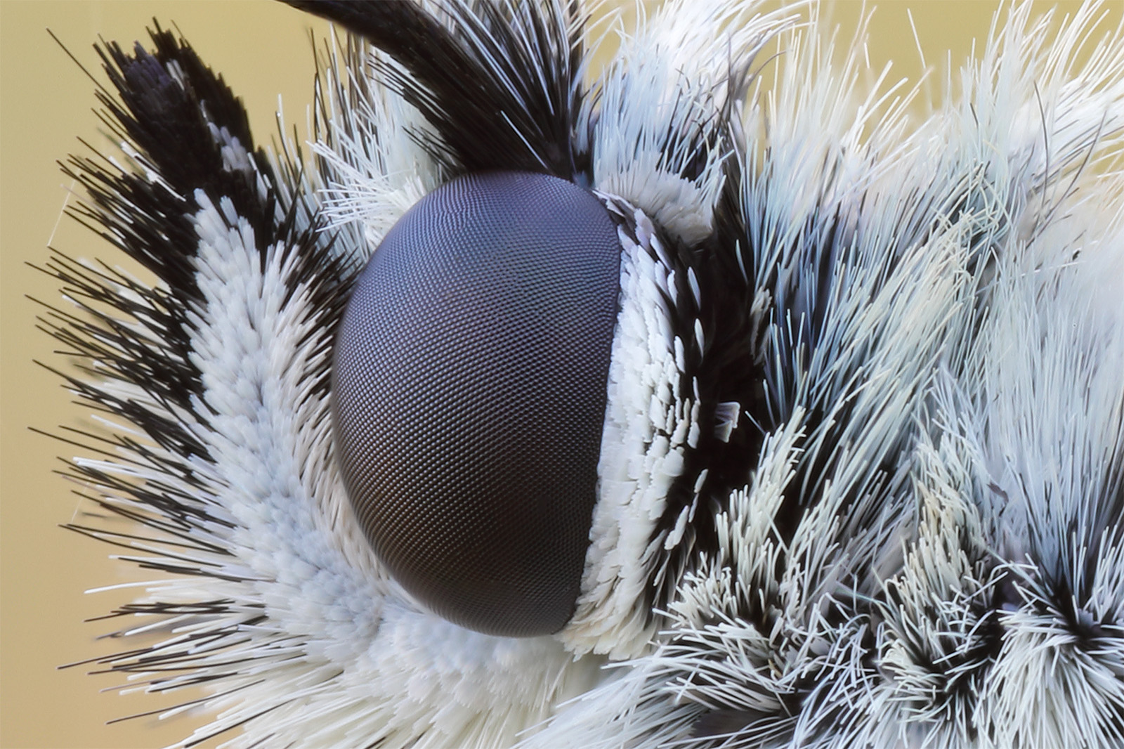 Focus Stacking tests