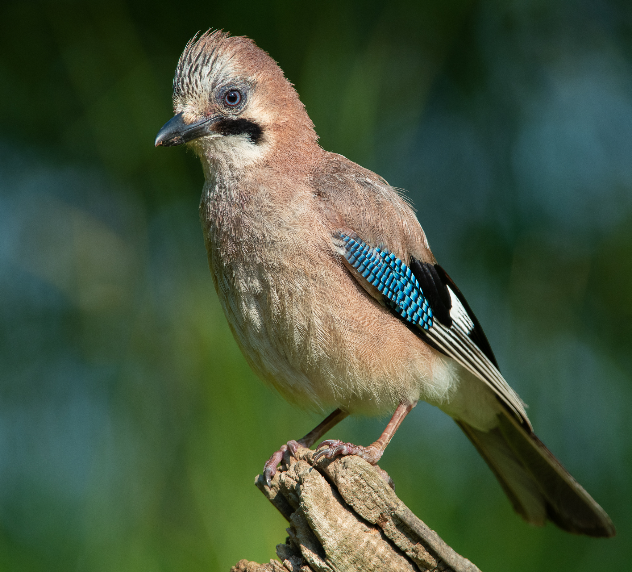 Jay in the early hours of the morning
