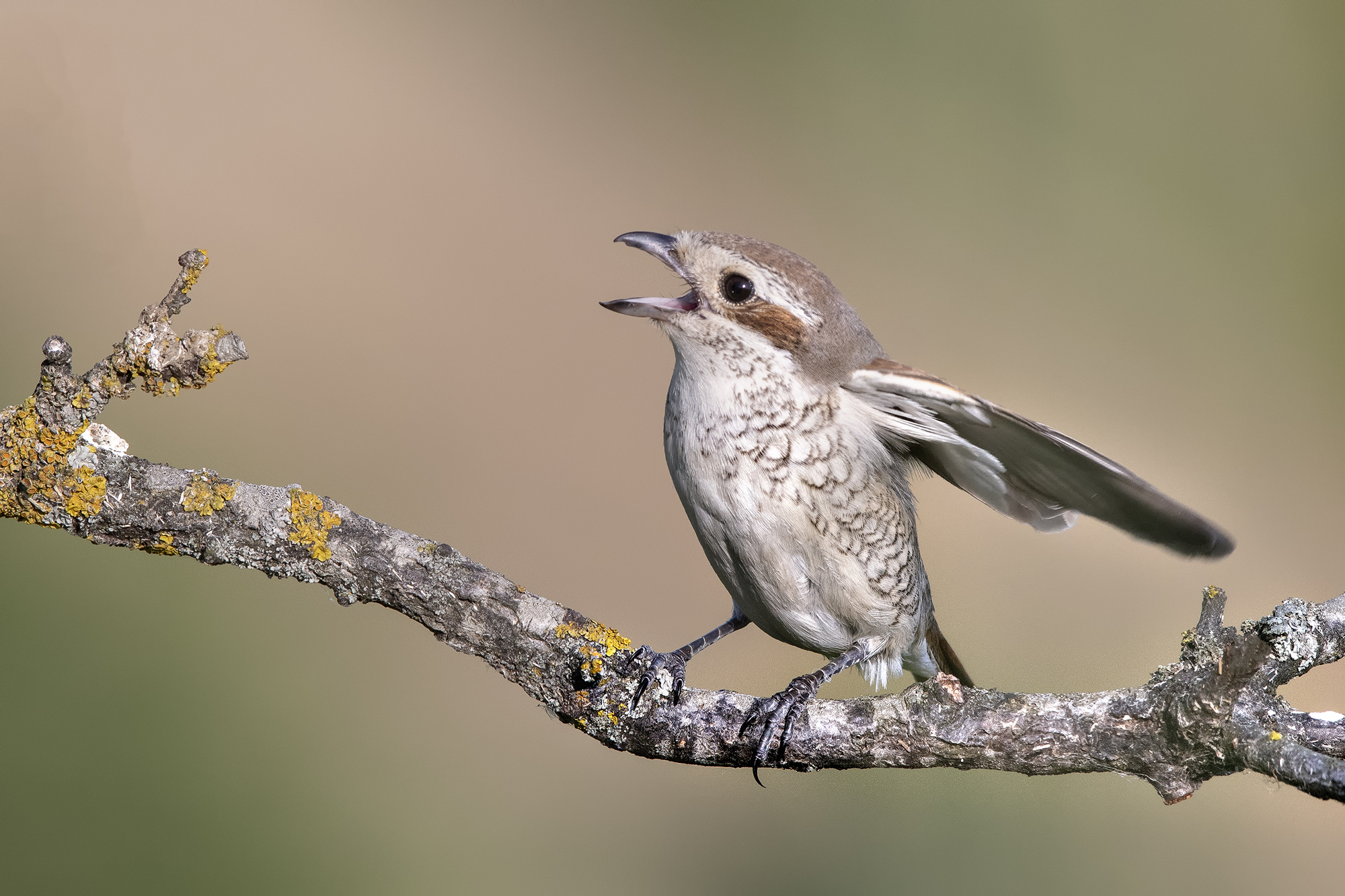 Averla piccola femmina
