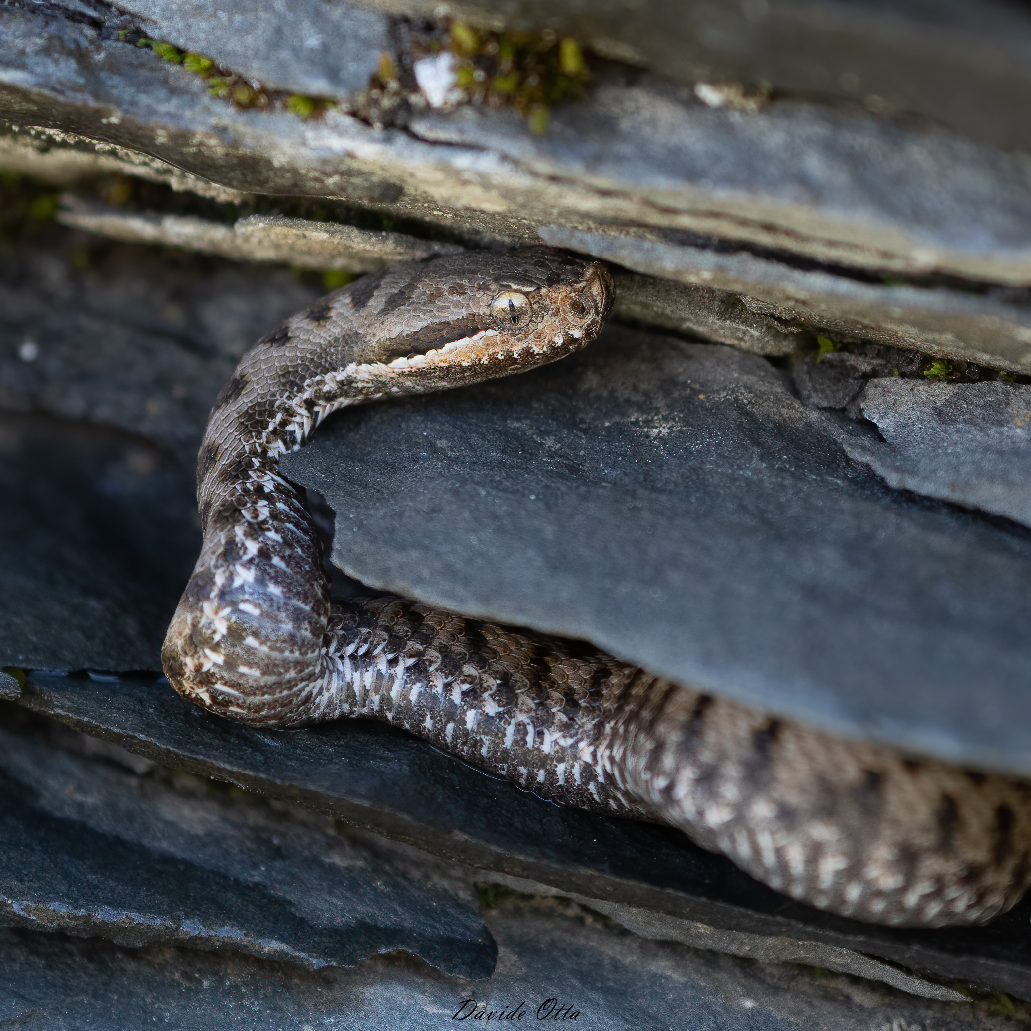 Vipera aspis aspis