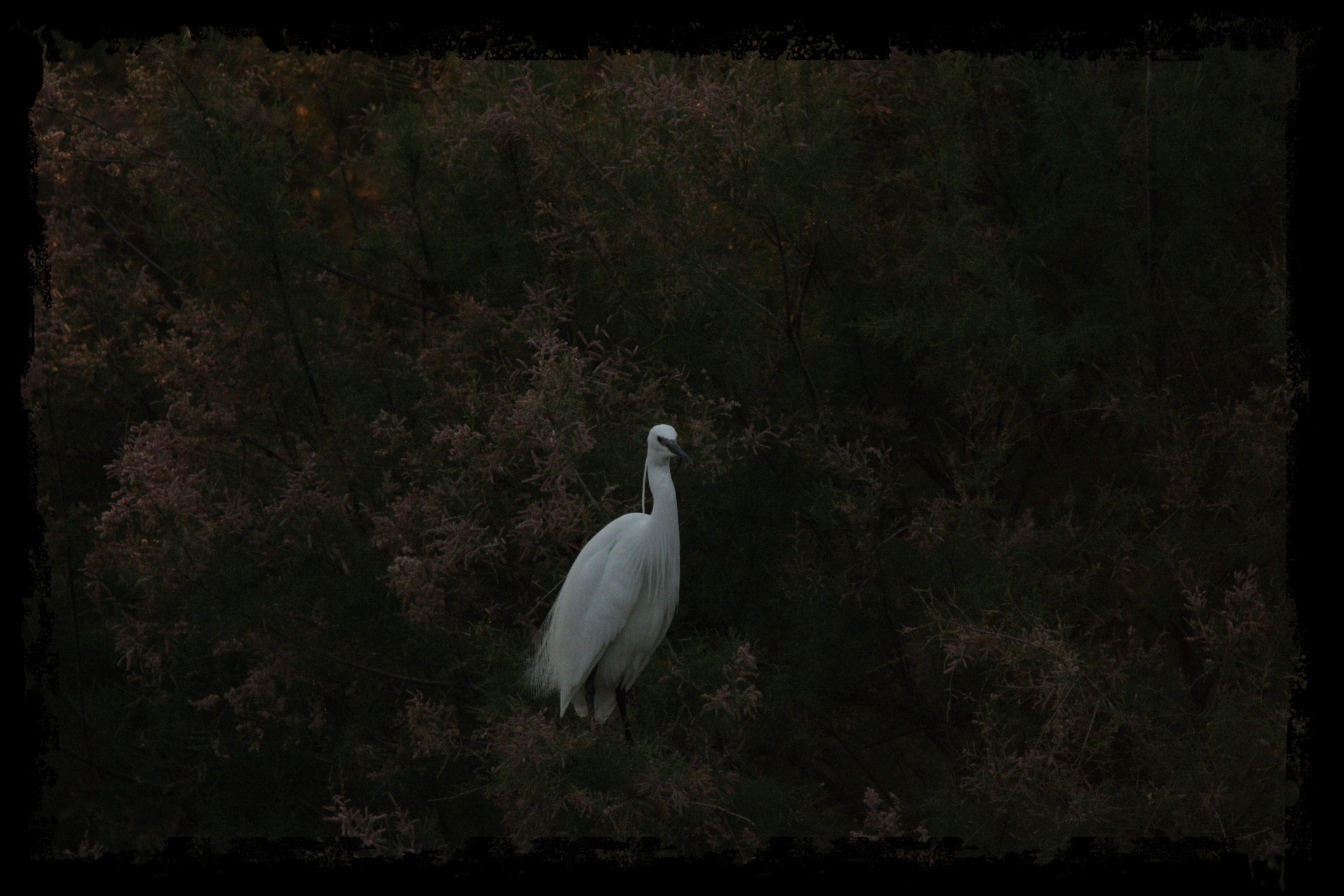 Egret egret