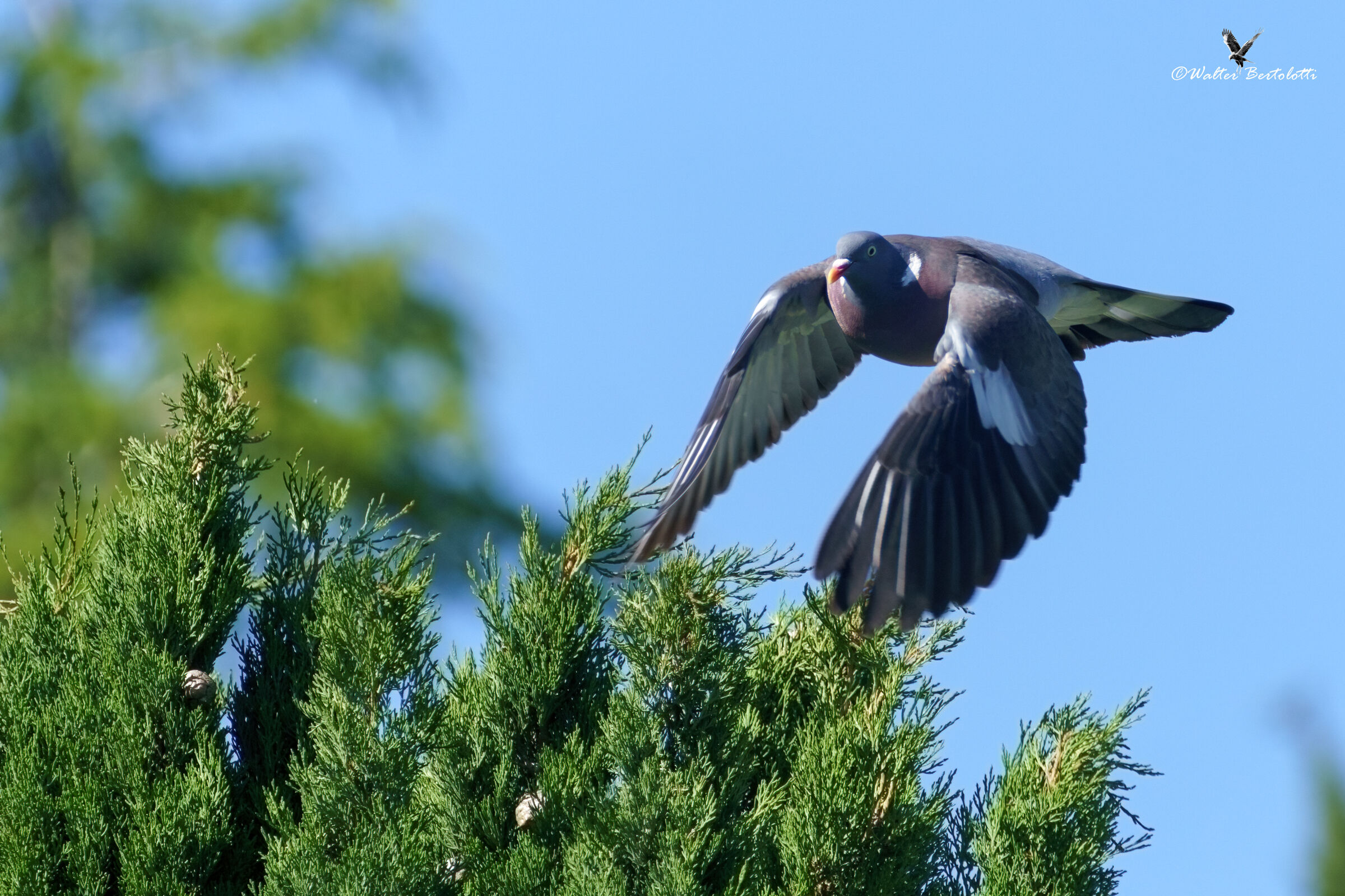 wood pigeon