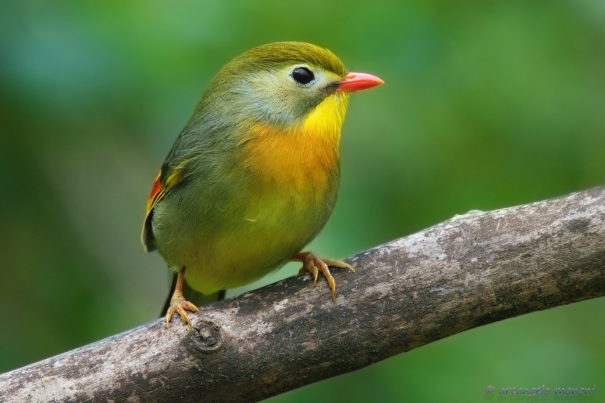 My favorite nightingale