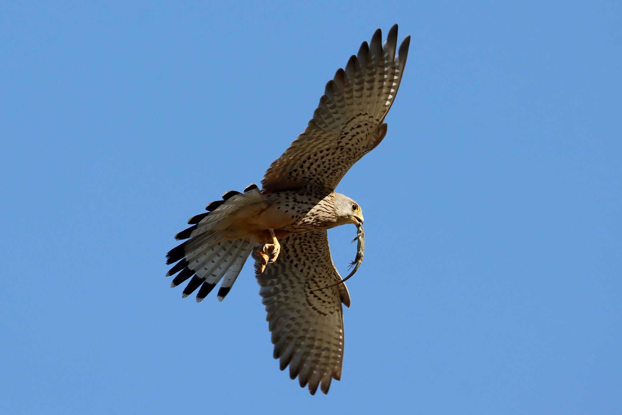 the prey of the cheetah