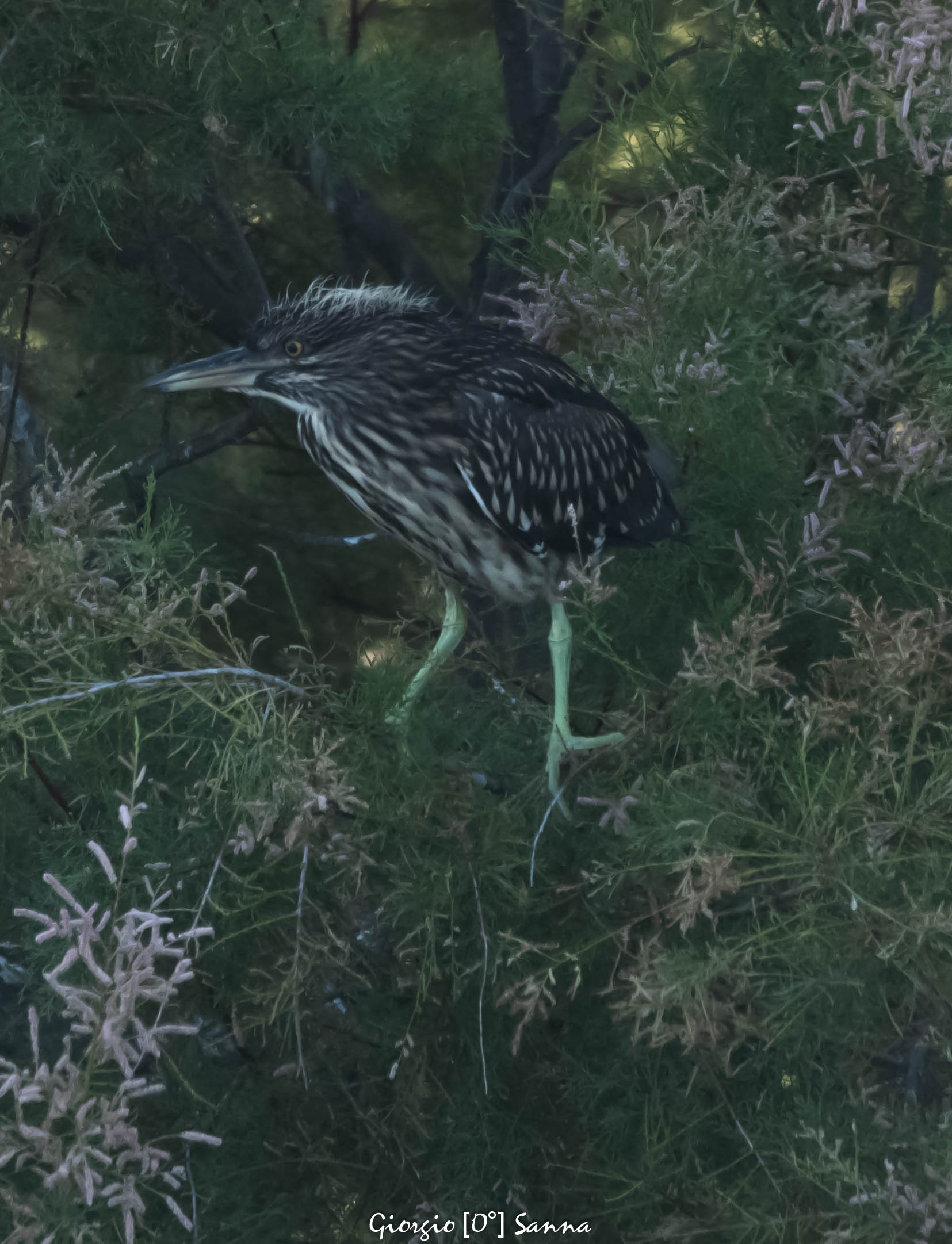 grey heron