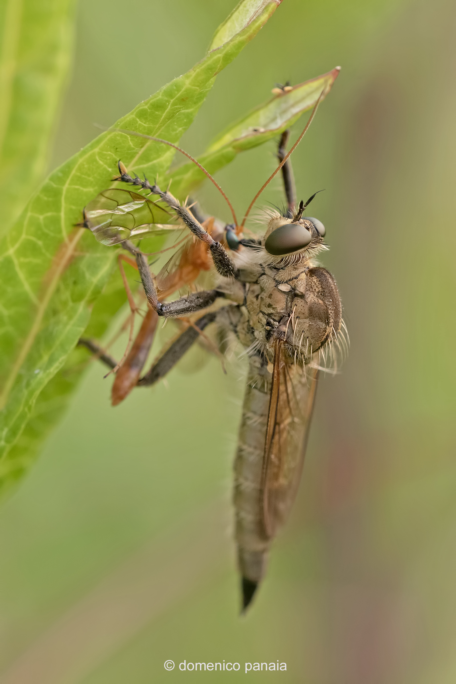 faccia a faccia con la preda