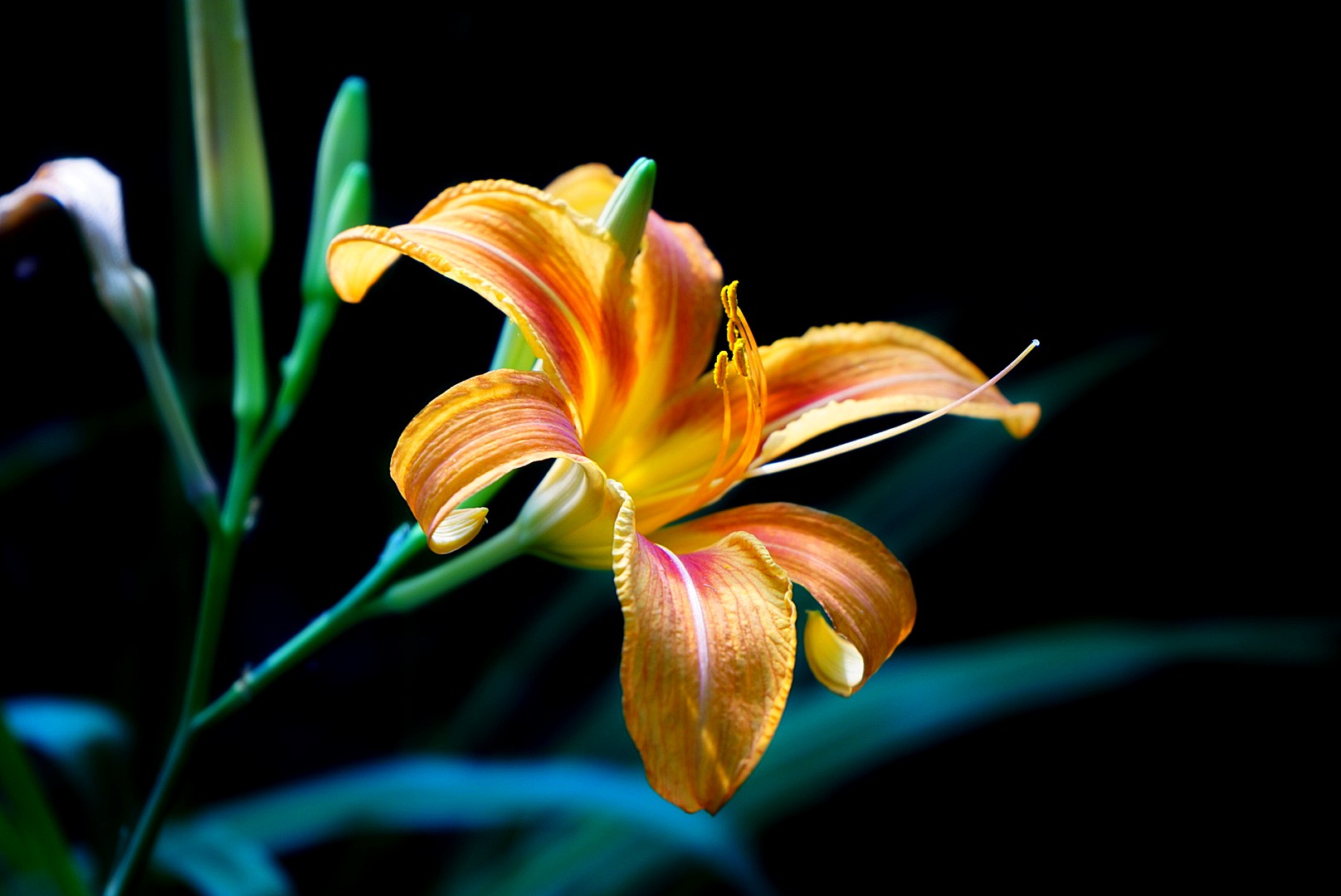 amerocallis property