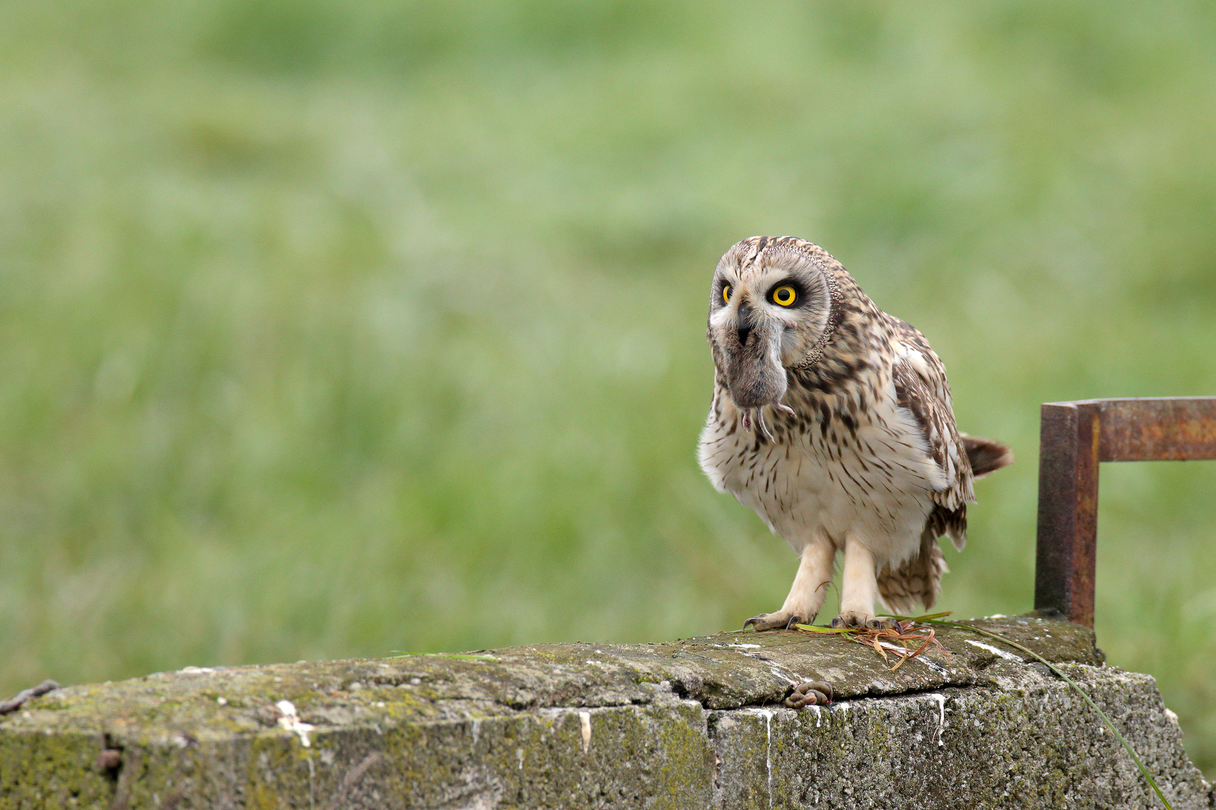 Gufo di palude a pranzo