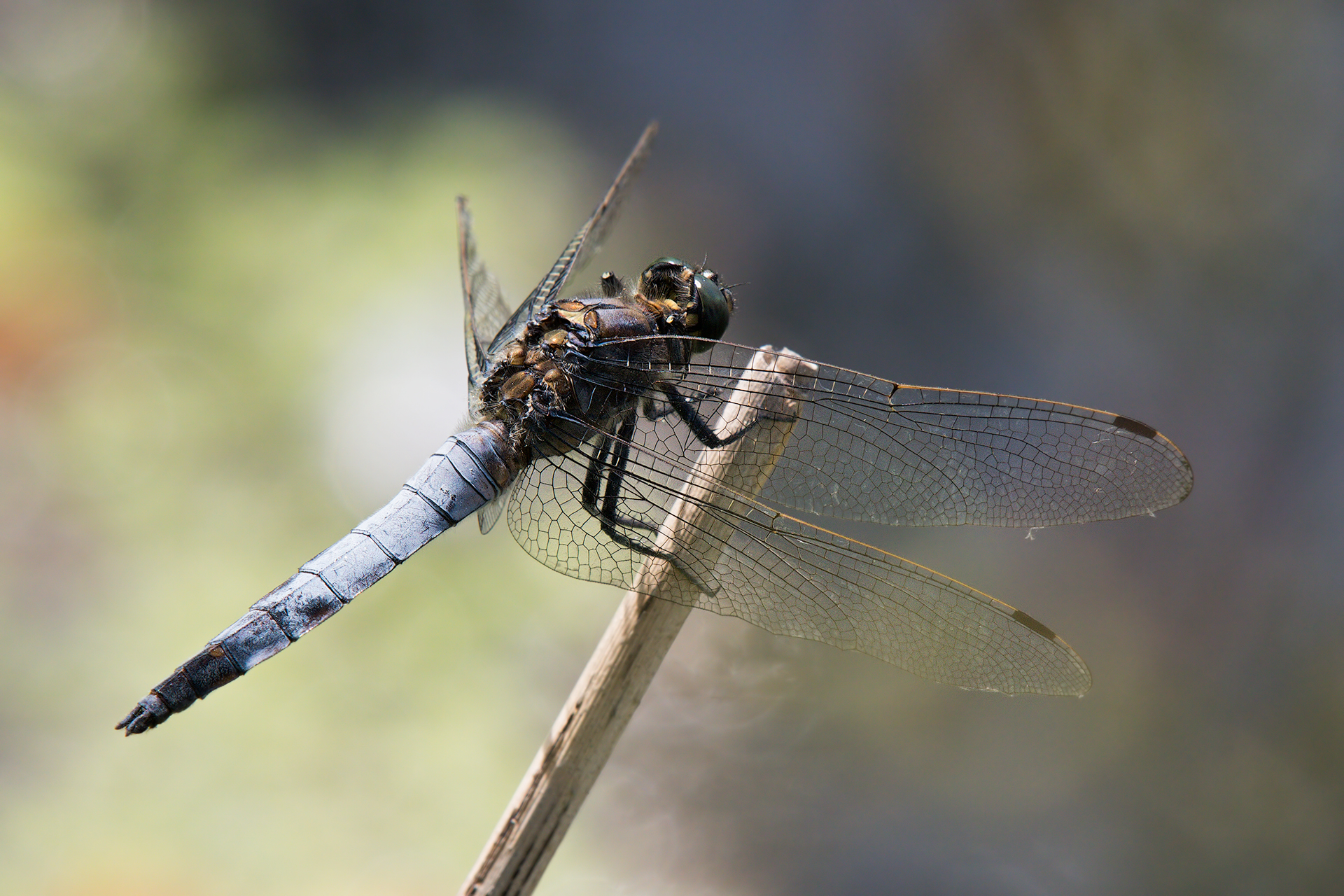 Dragonfly (Orthetrum cancellatum)