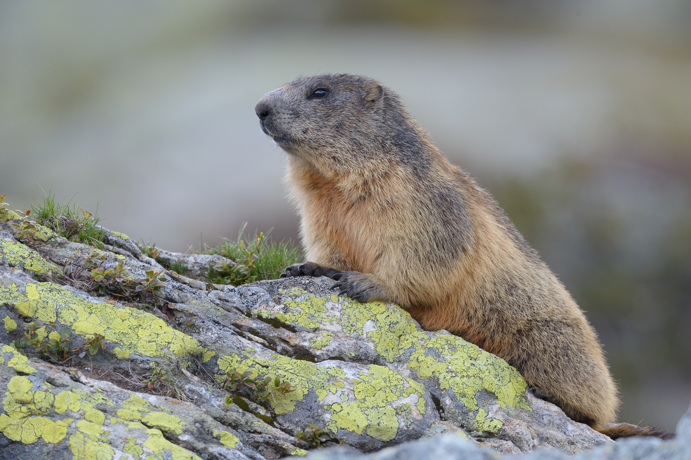 marmot