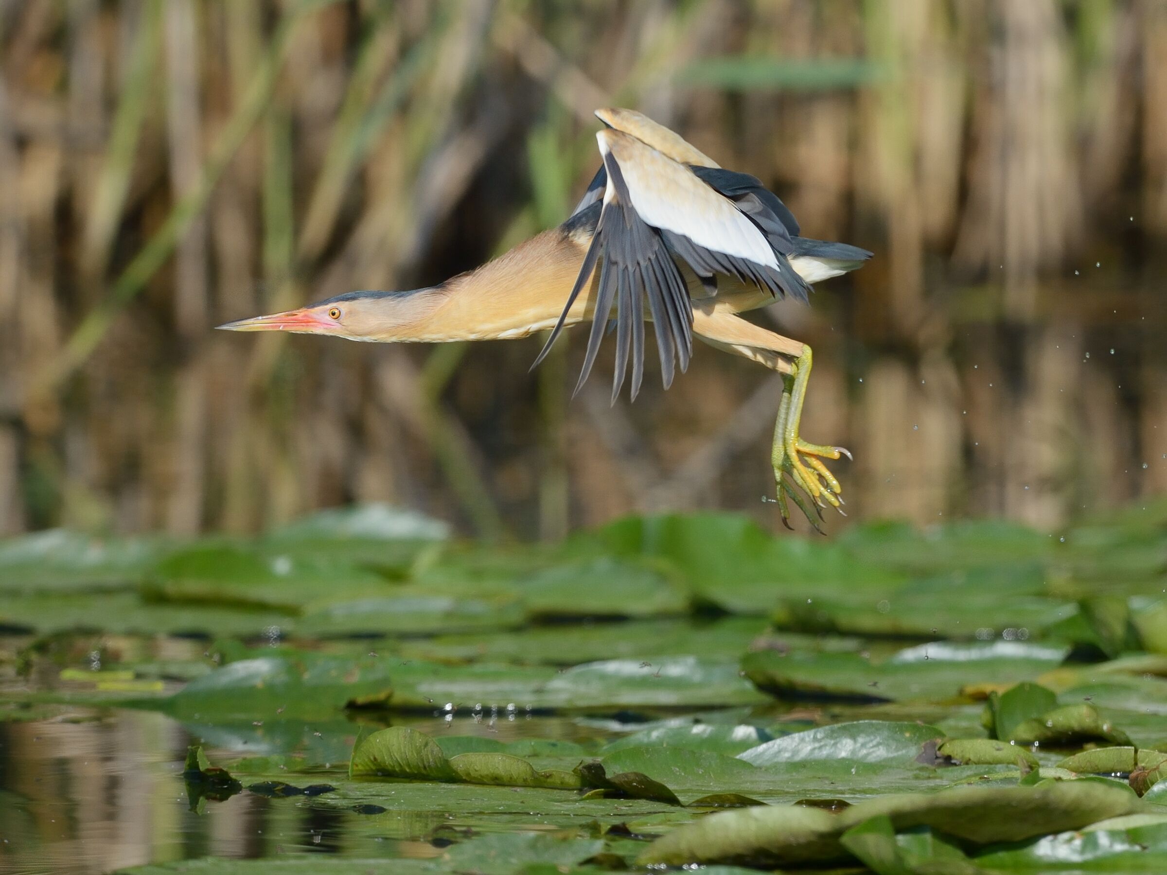 Tarabusino (Ixobrychus minutus)