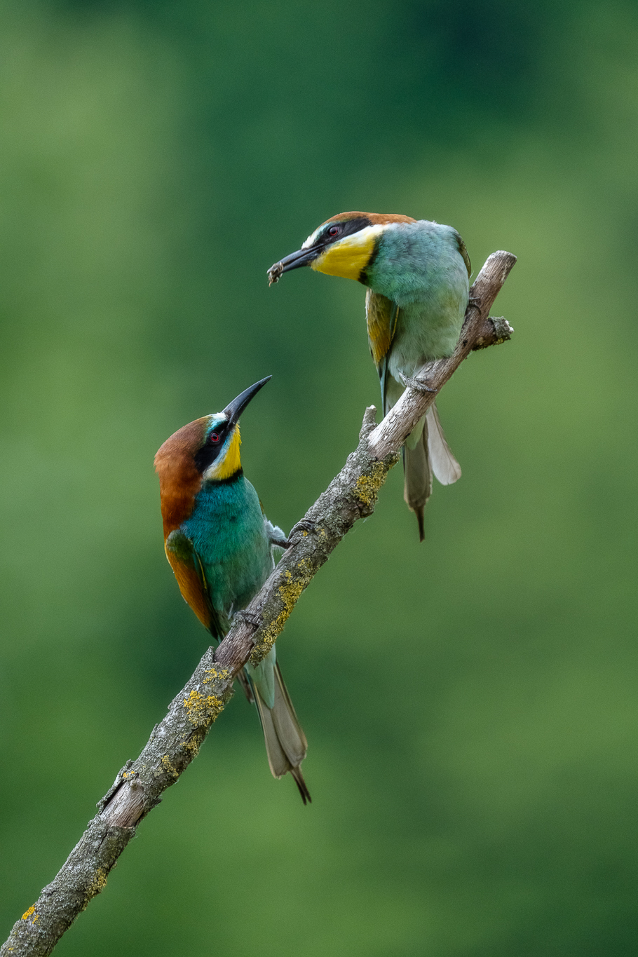 Gruccioni - Wikipedia