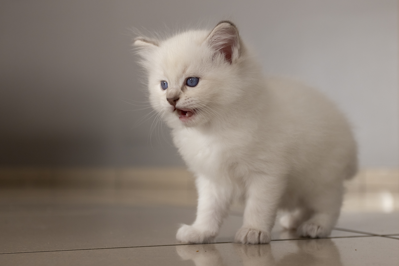 The Roar of the Lion