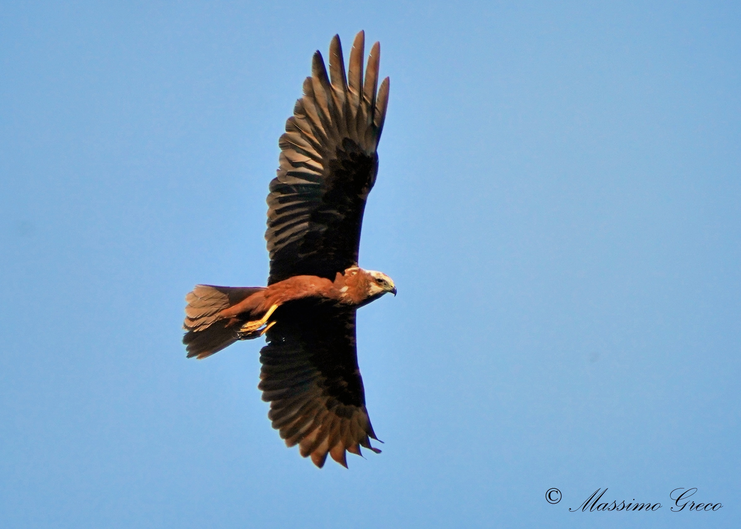 Marsh Falcon (Circus aeruginosus)