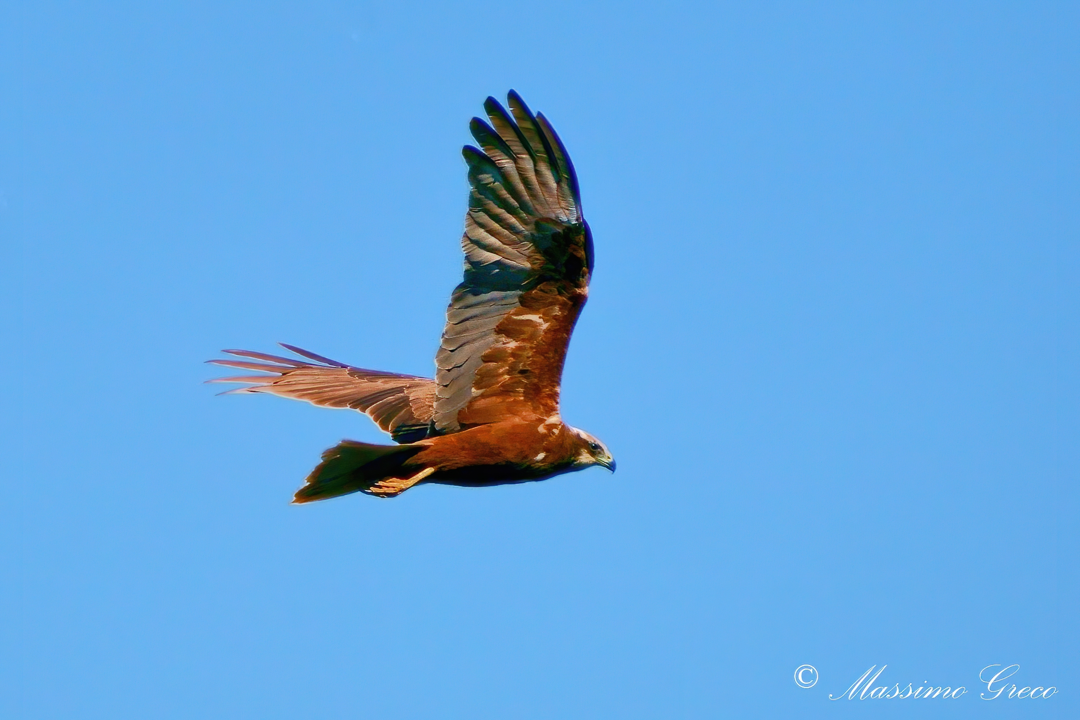 Marsh Falcon (Circus aeruginosus)