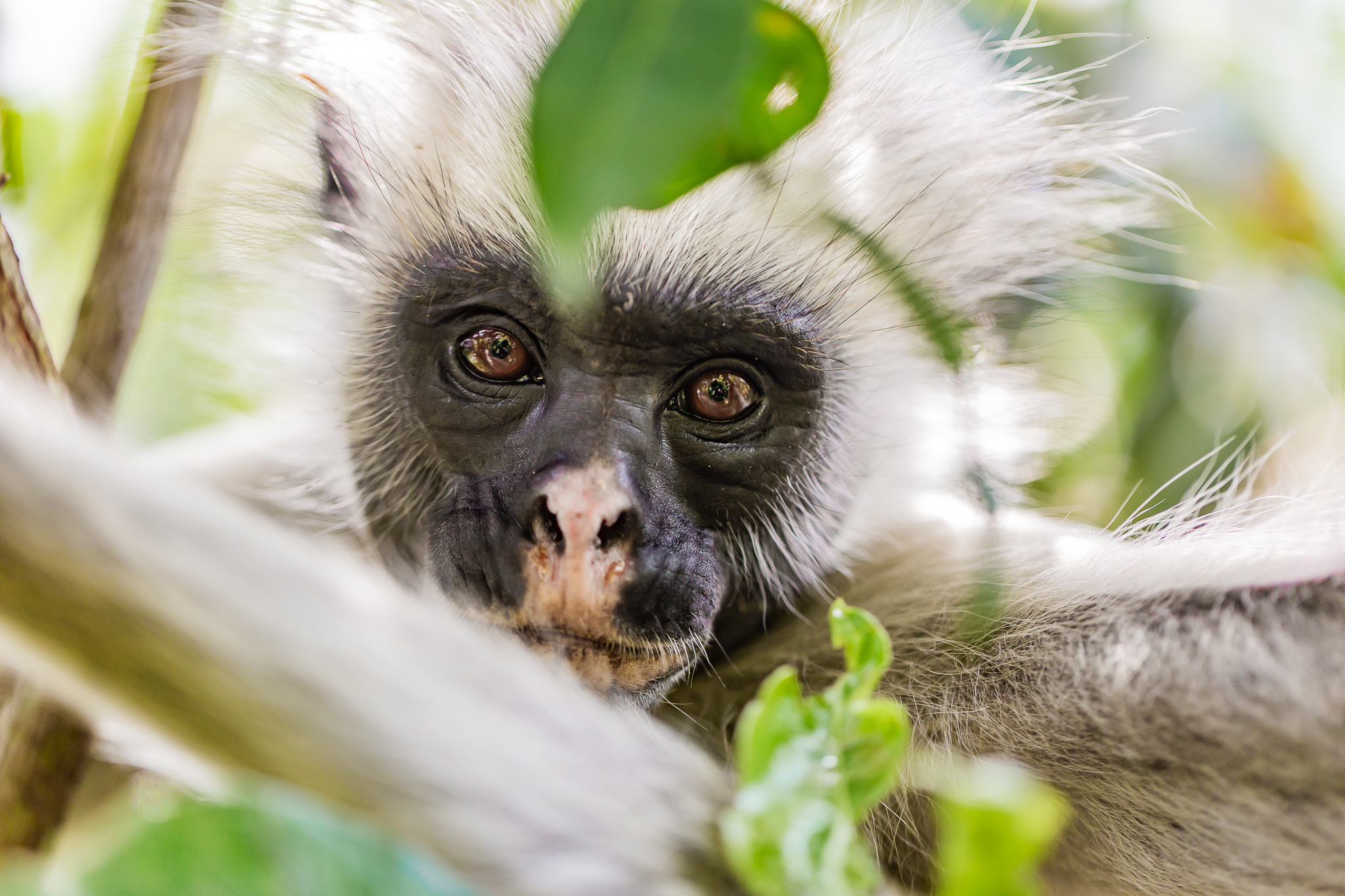 Piliocolobus kirkii