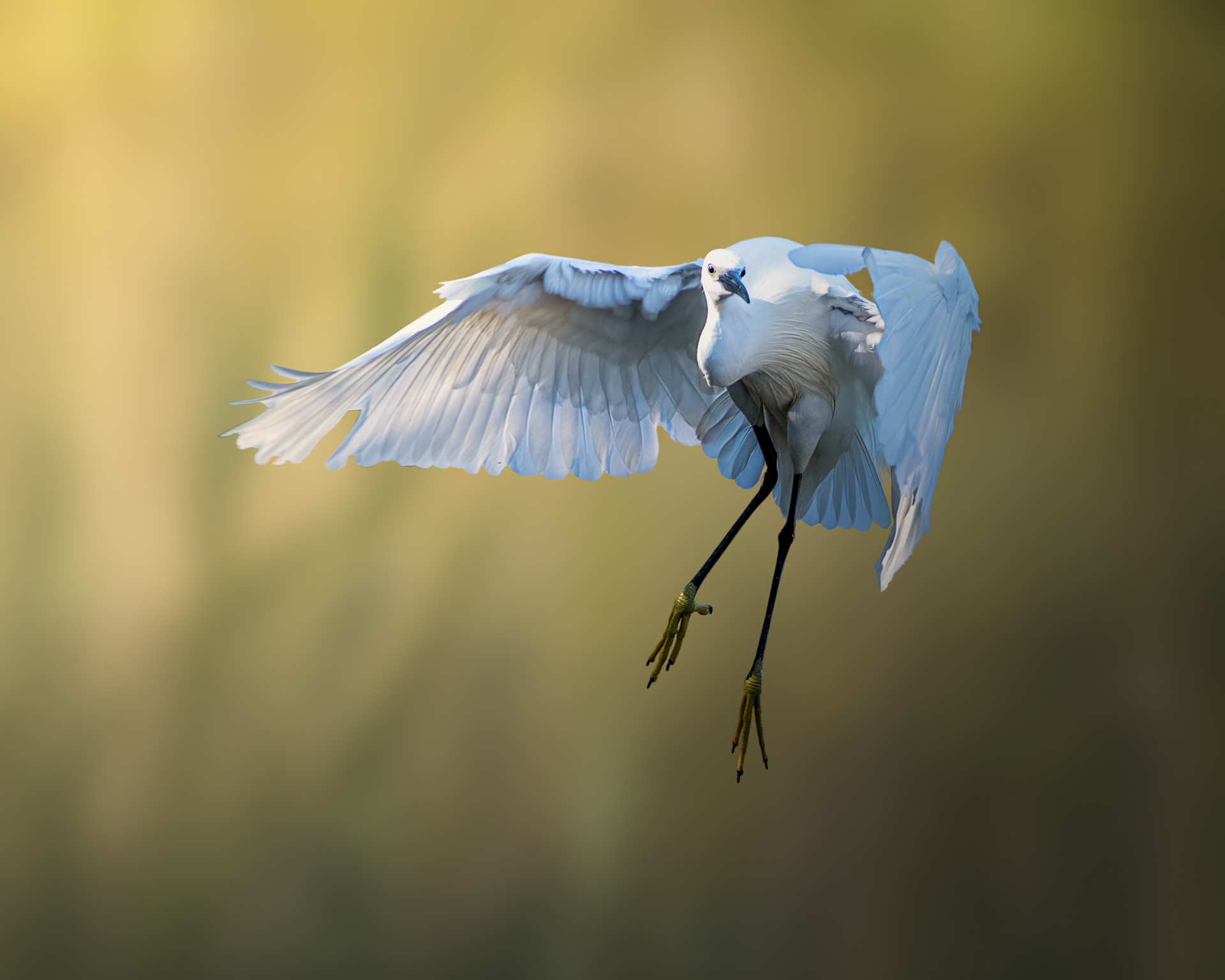 Garzetta in atterraggio