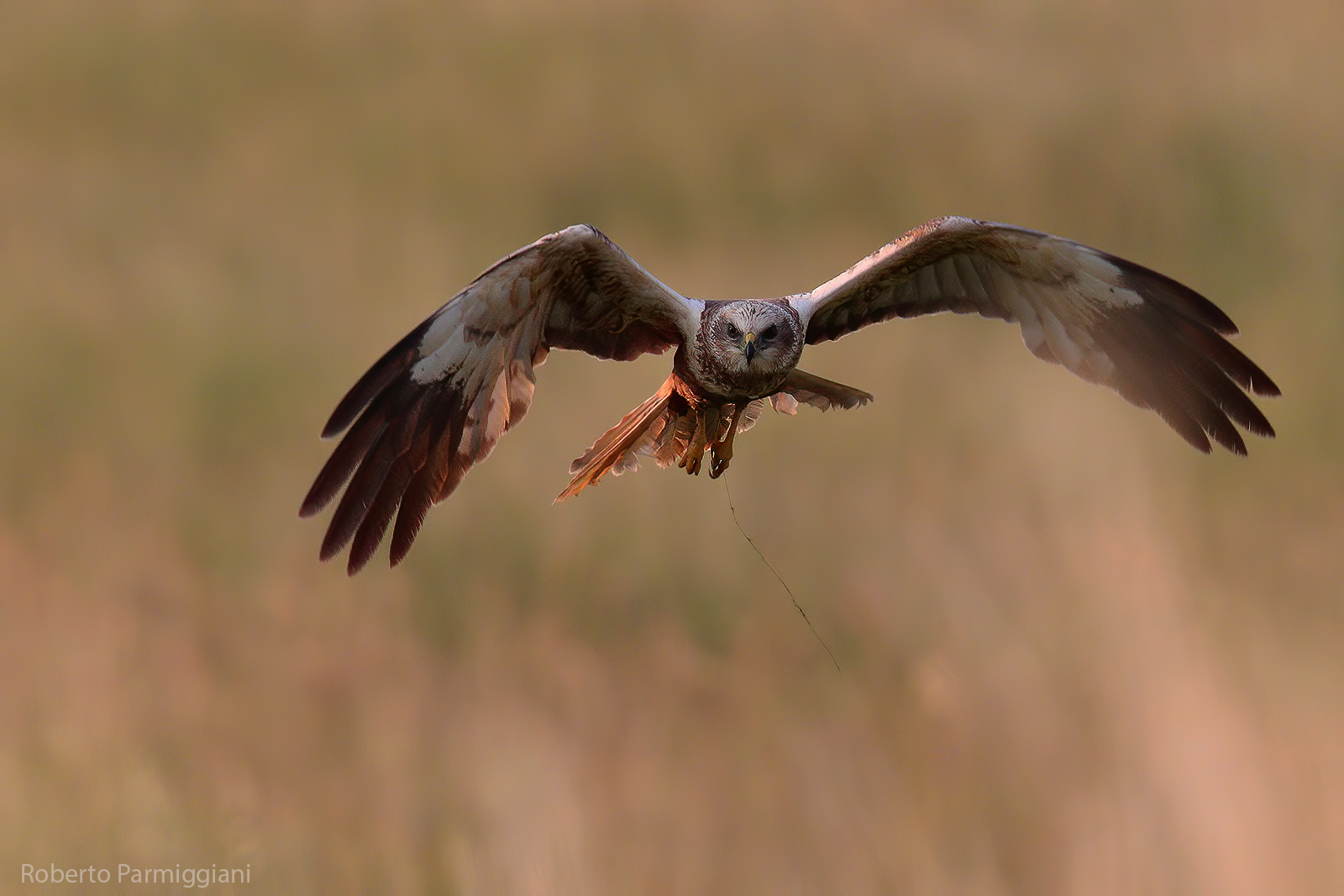 Marsh Falcon