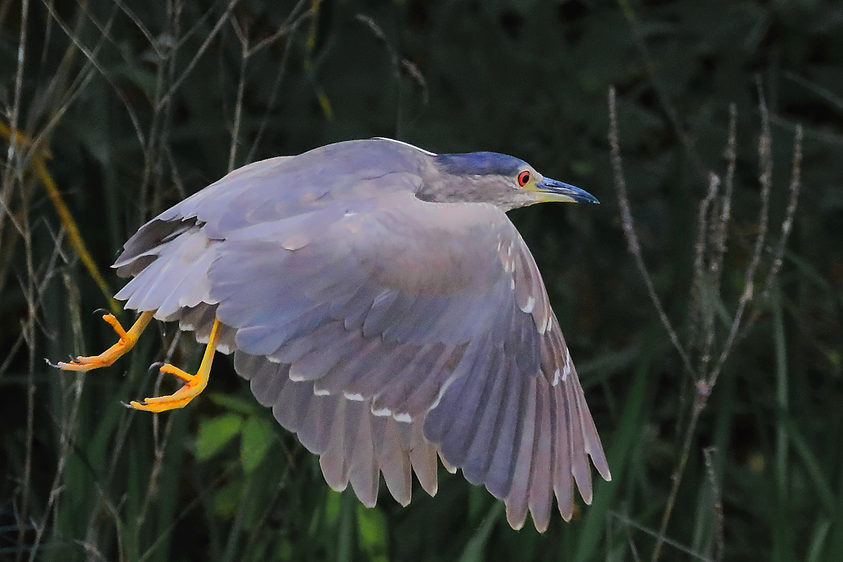 Nitticora Municipality