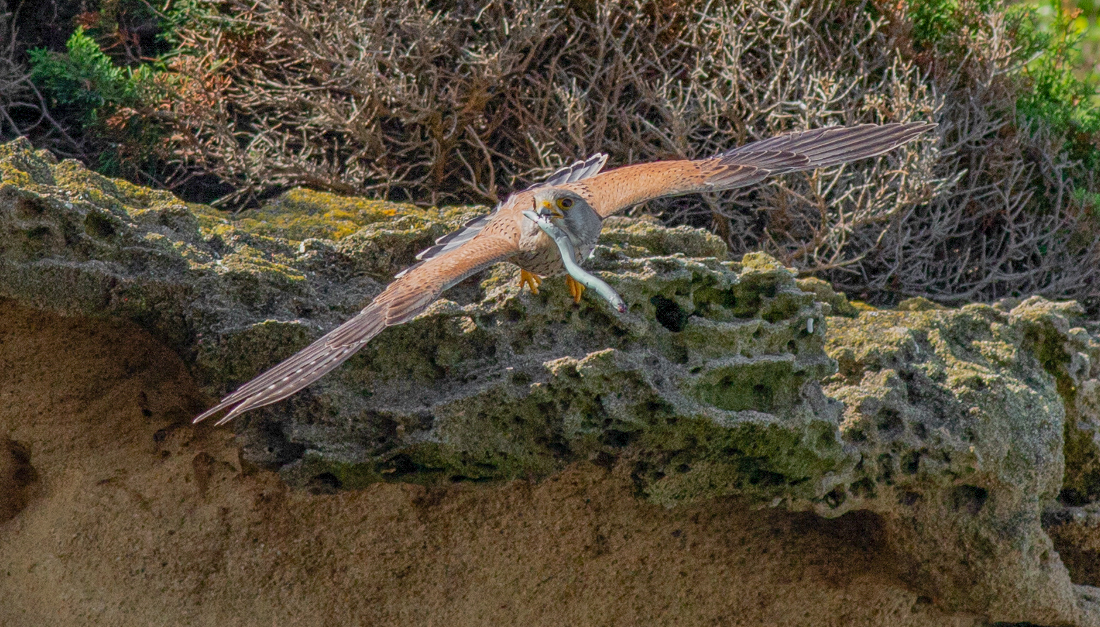 I'm going to the nest