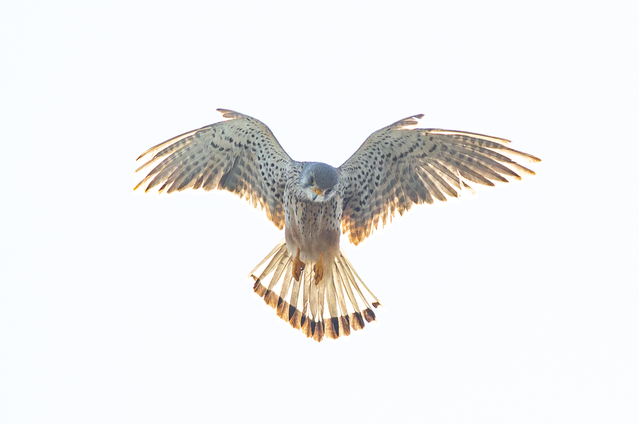 Backlight of the Cheetah