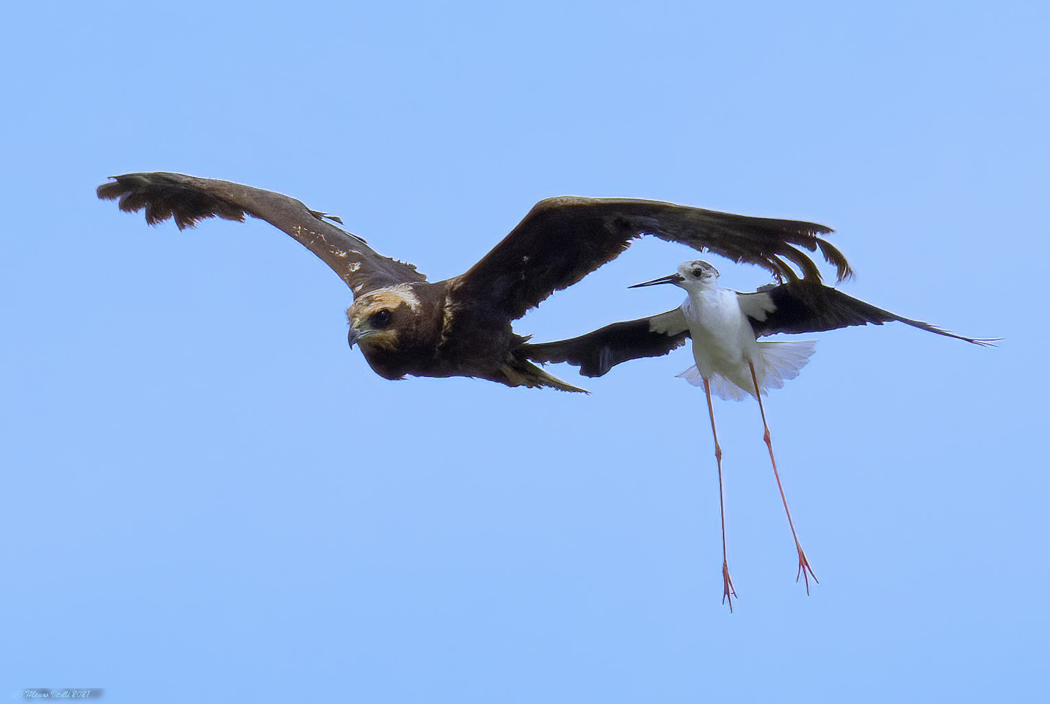 Attacco del Cavaliere al falco di Palude