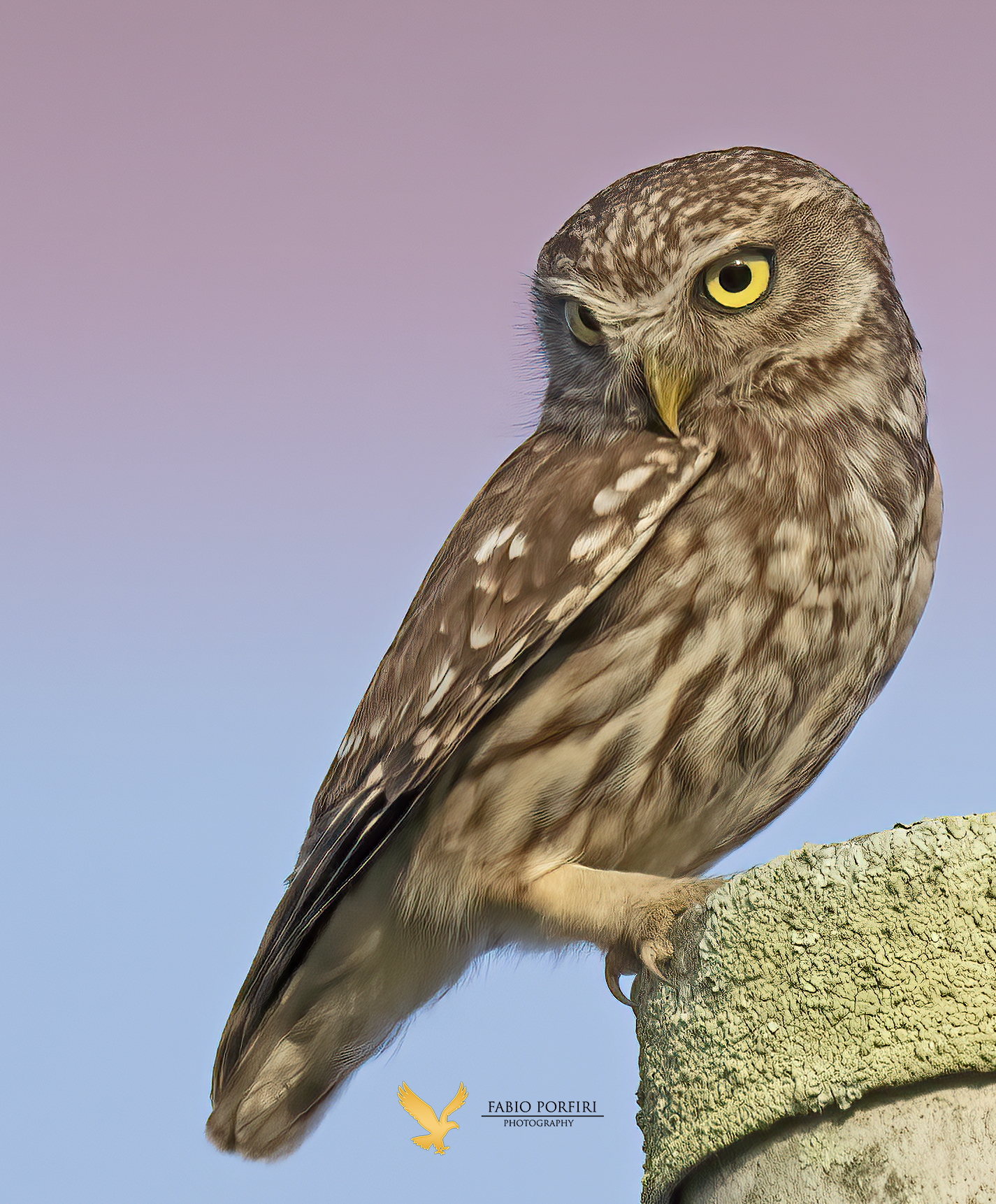 While you wait for an Jay.....