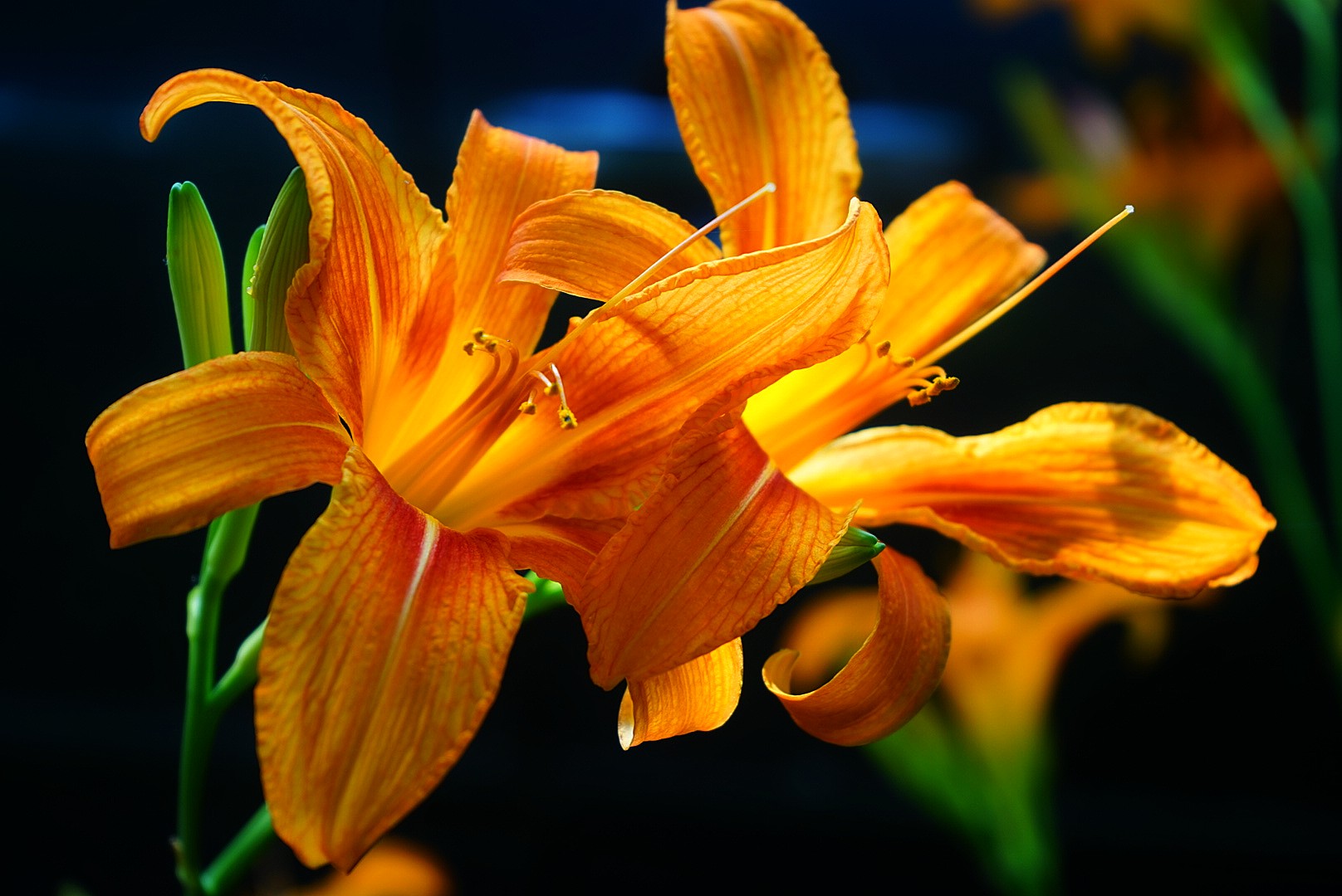 amerocallis property