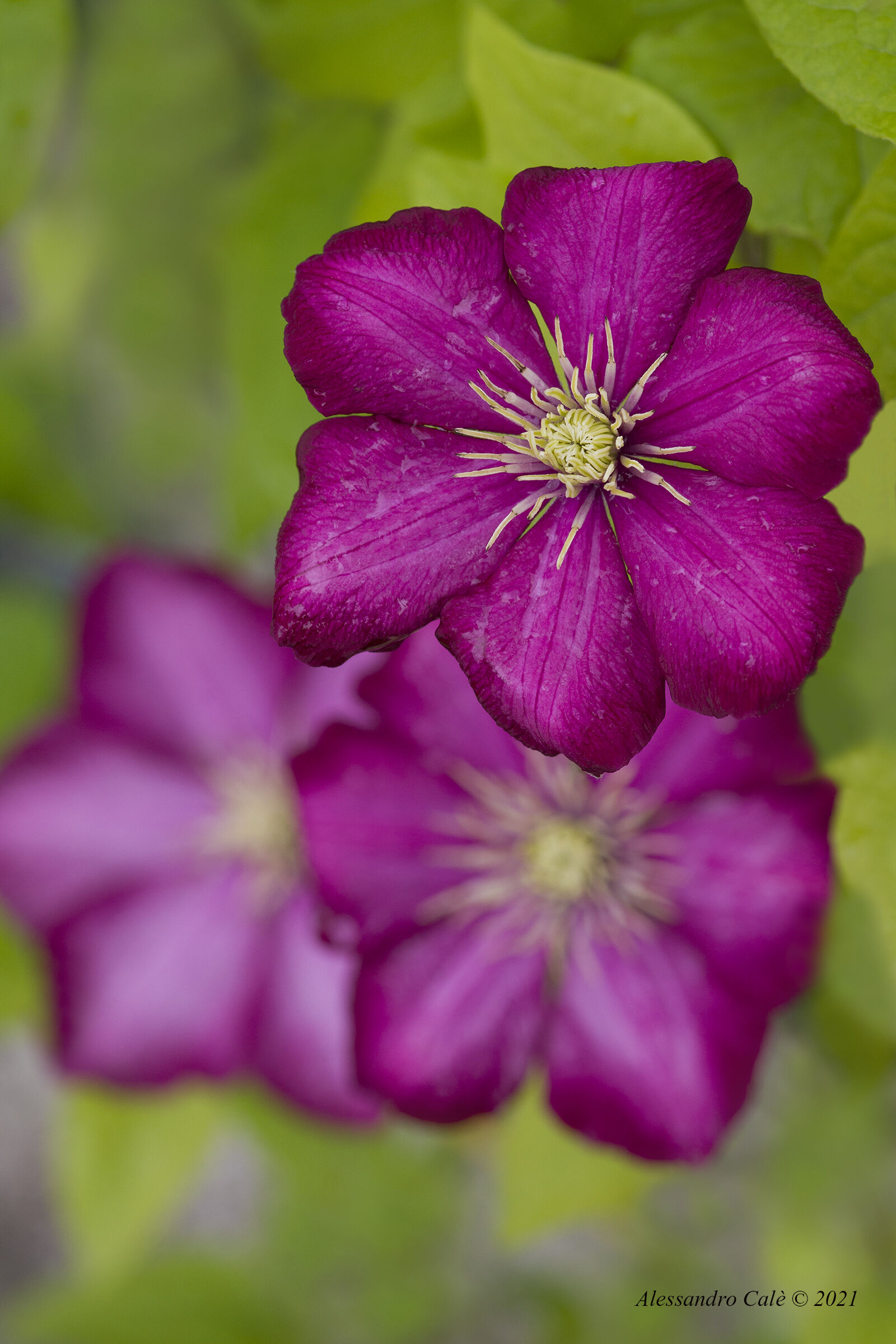 0832 Clematis Ville de Lyon