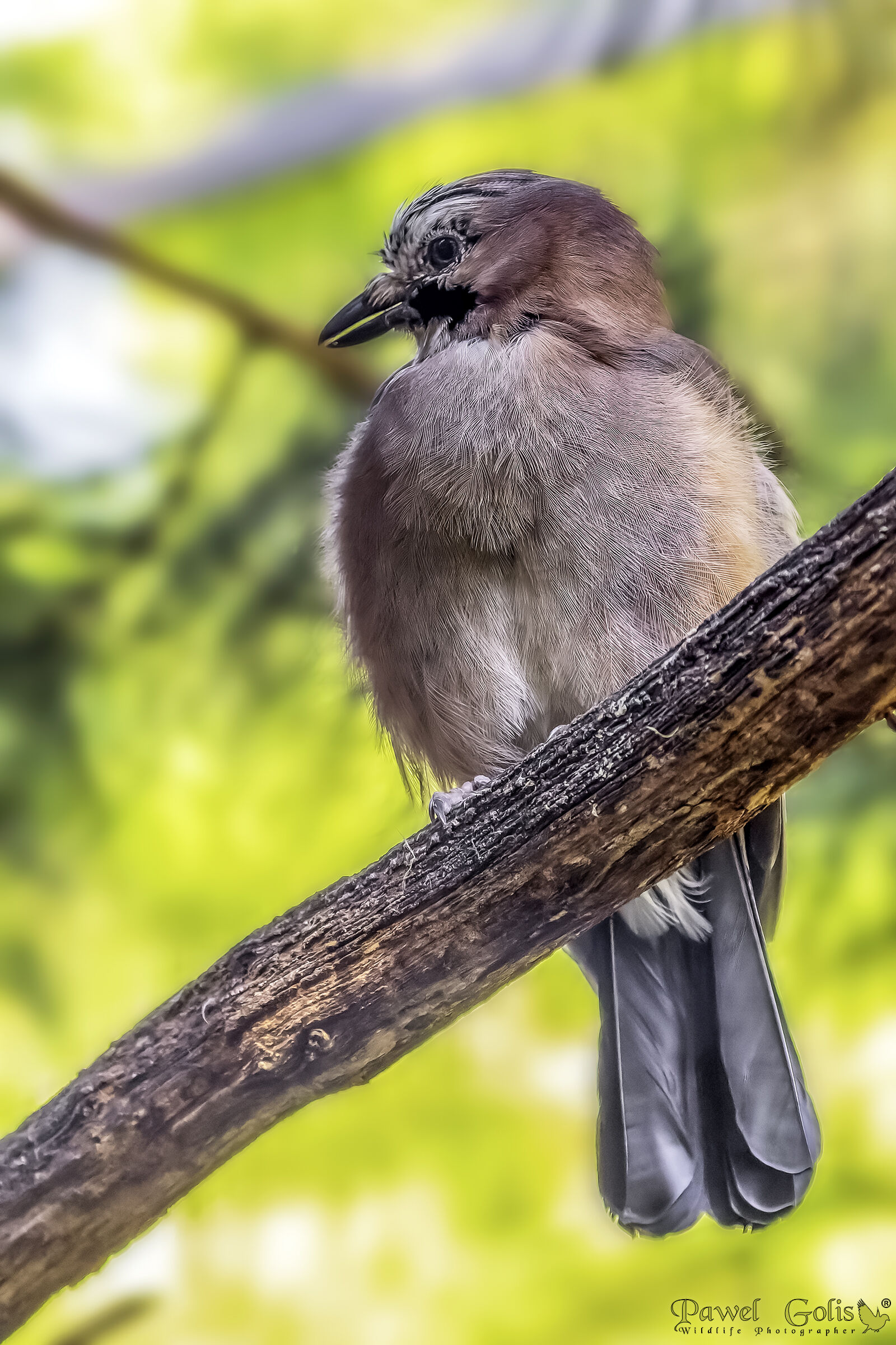 Ghiandaia eurasiatica (Garrulus glandarius)