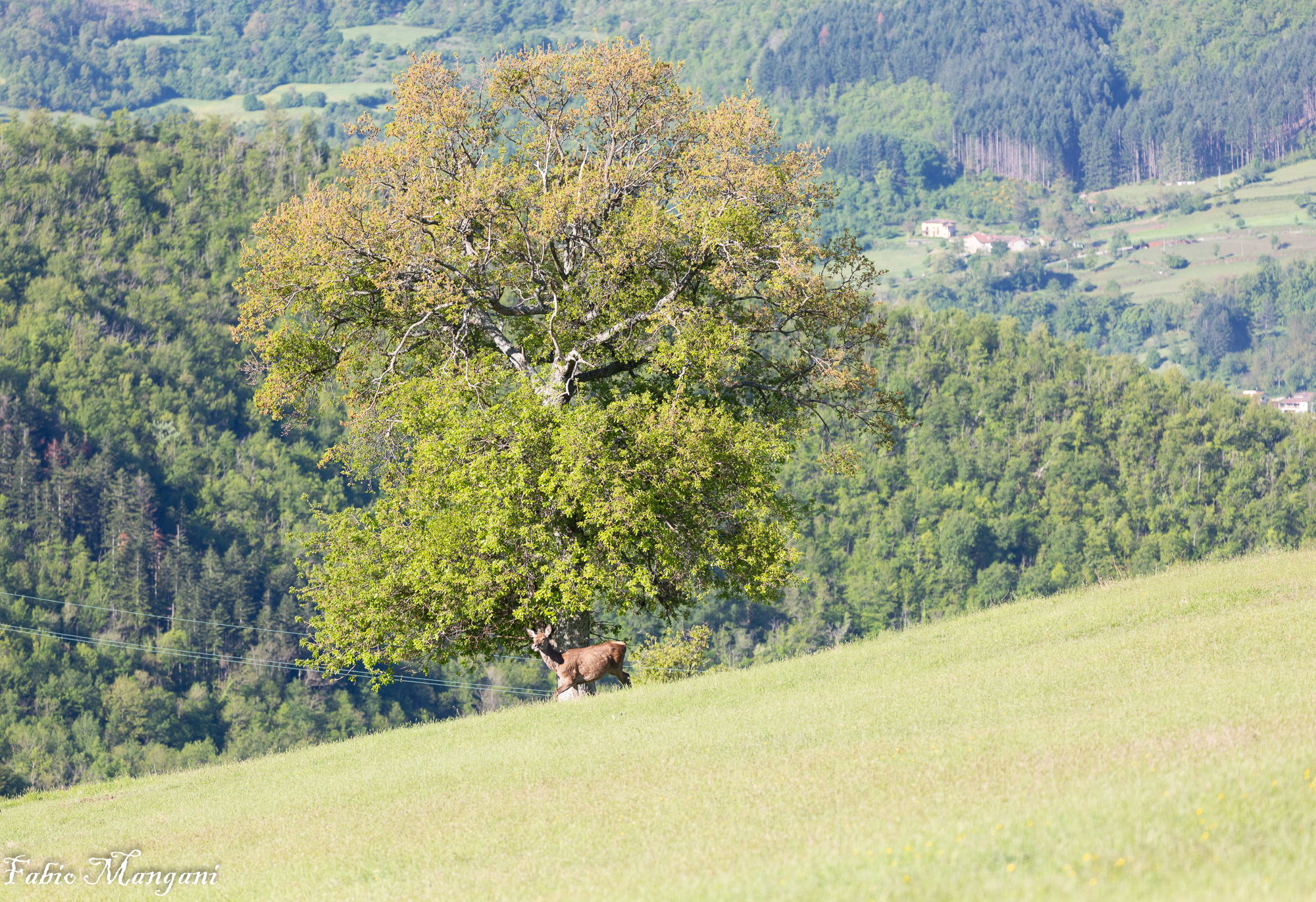 La Querce della Croce