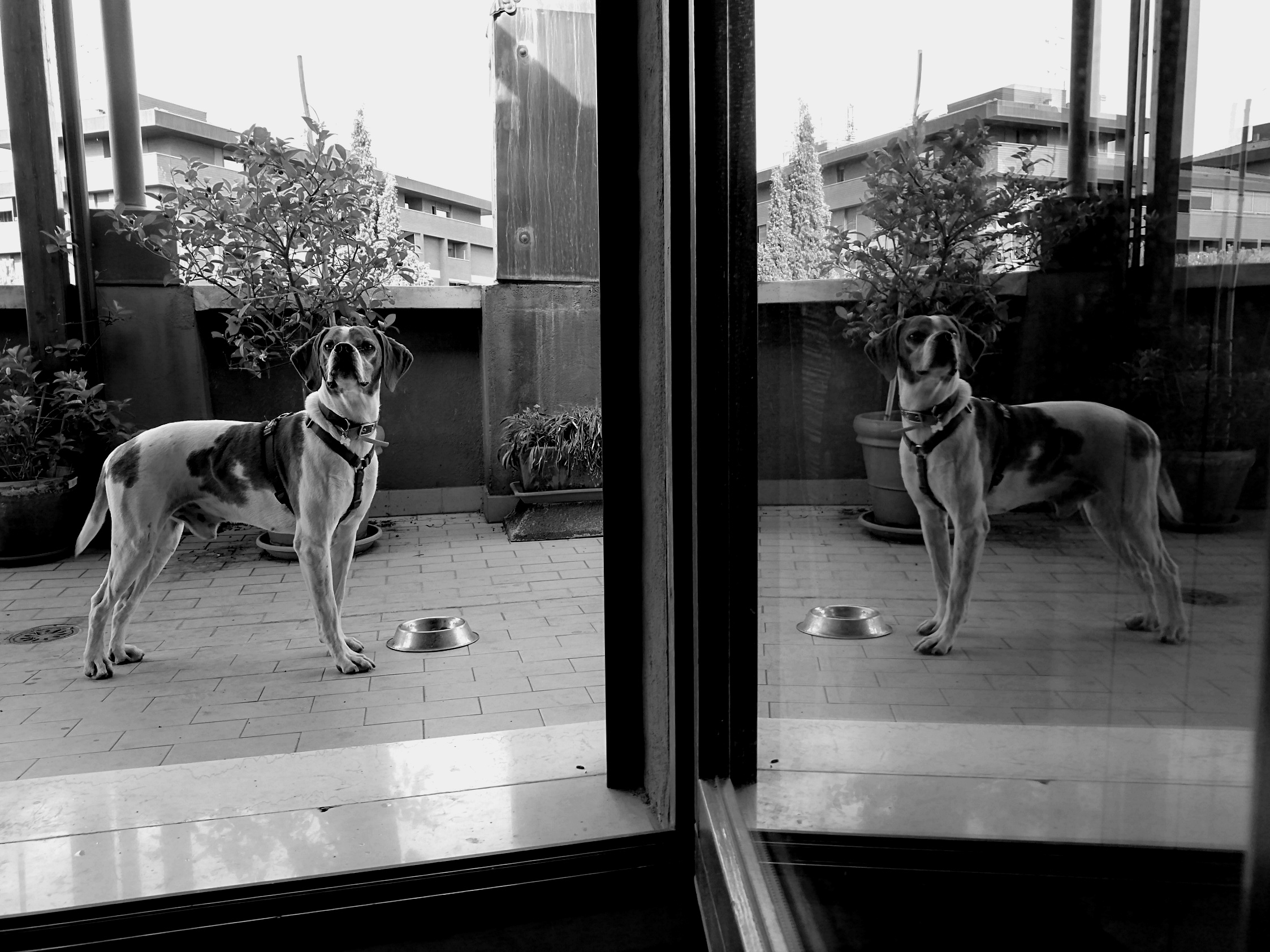 Riflessione canina