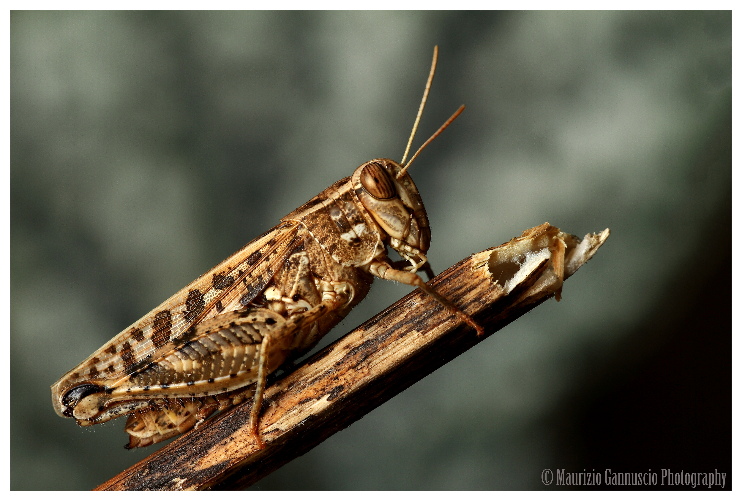 grasshopper (eyprepocnemis plorans)