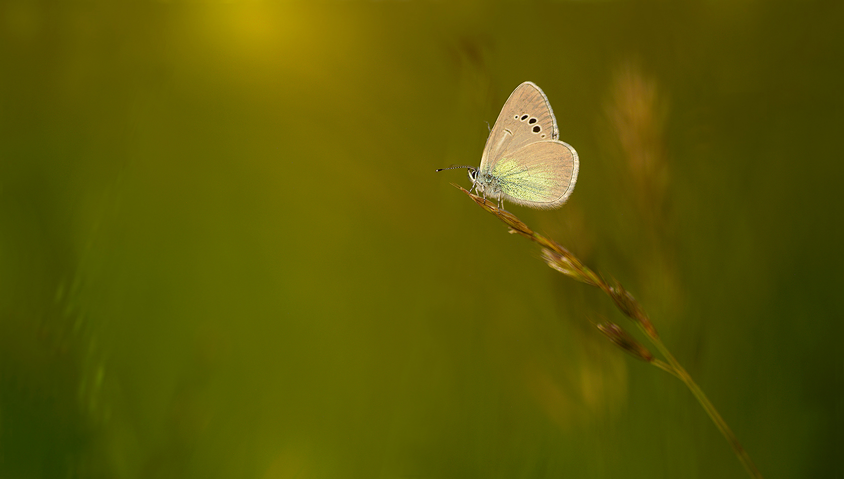 Psiche della Glaucopsyche