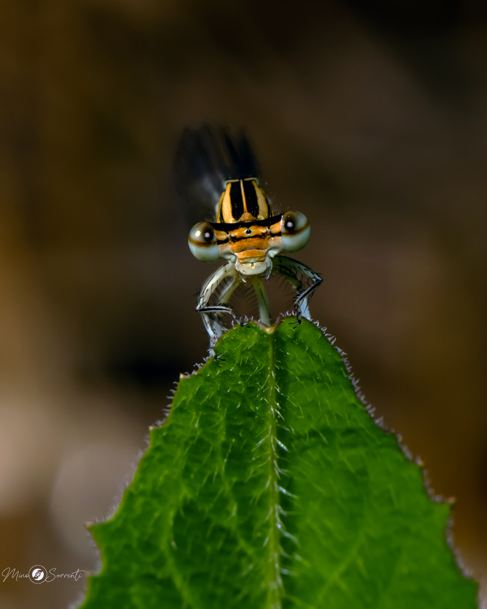 A me gli occhi ! Damigella