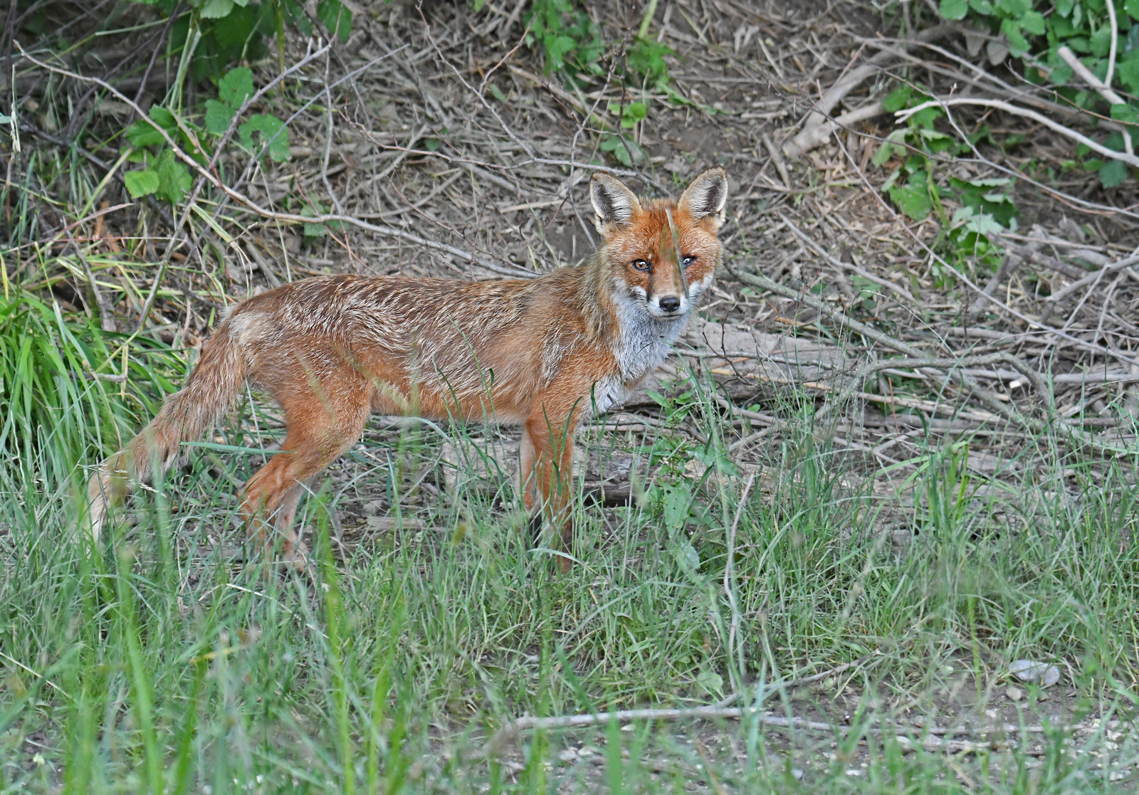 fox
