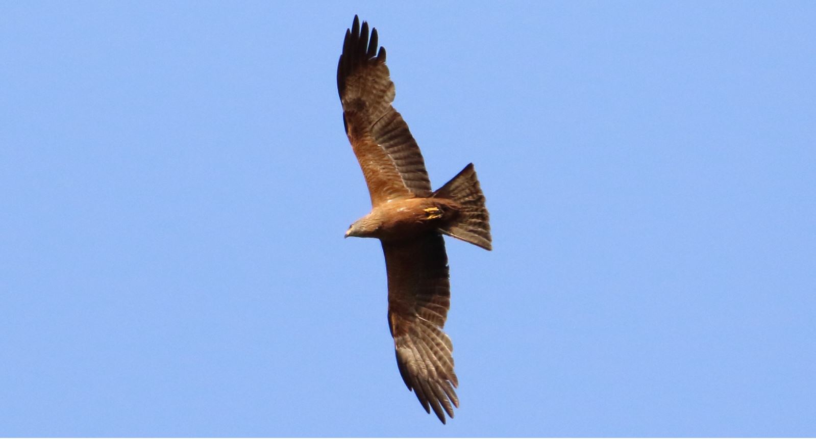 Nibbio brown shot of 18-06-2021