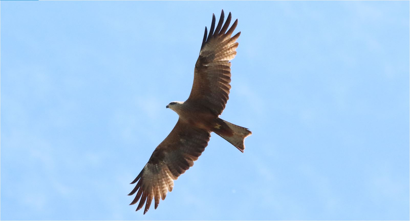 Nibbio brown shot of 13-05-2021