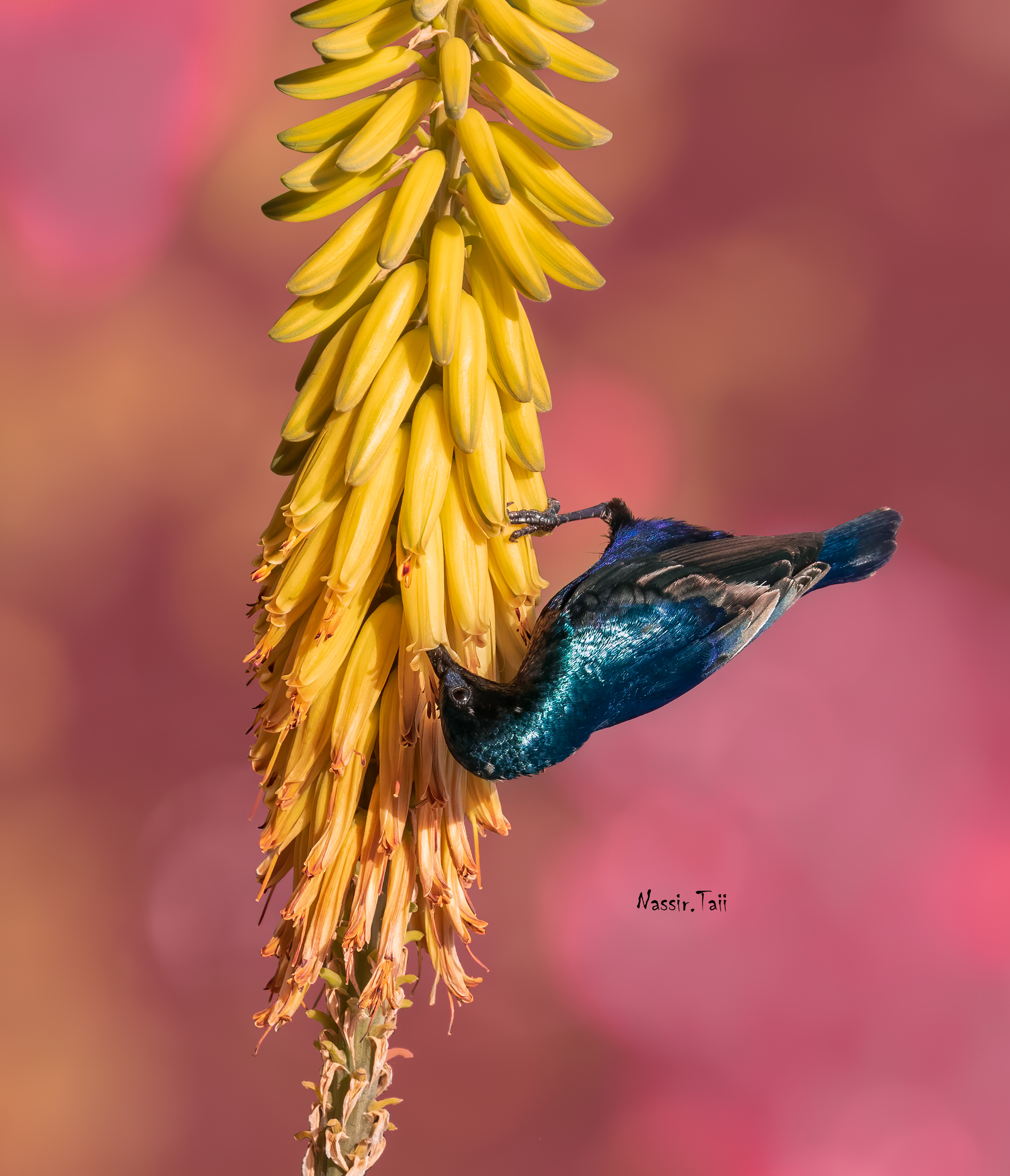 Uccello solare viola