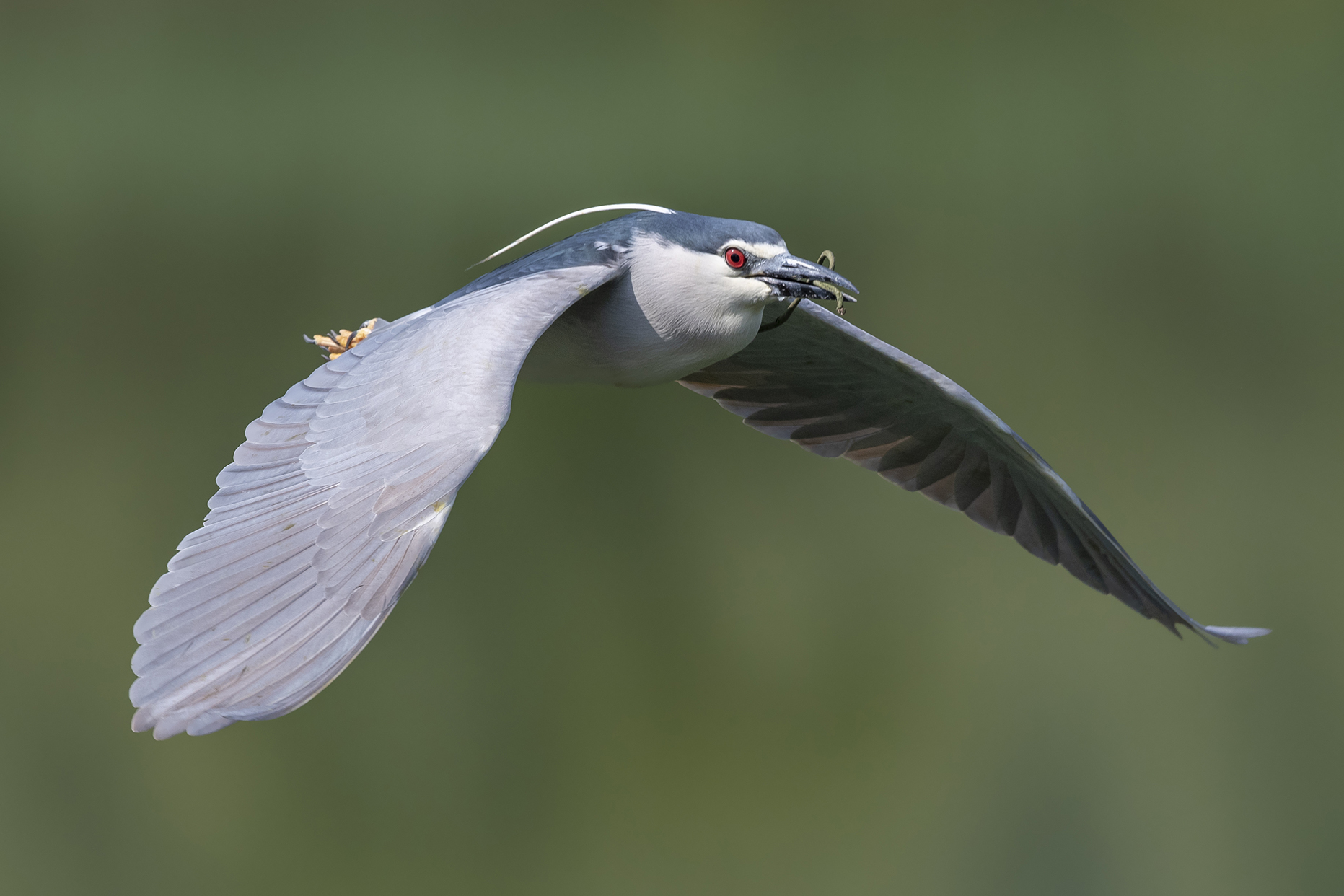 Nitticora Municipality