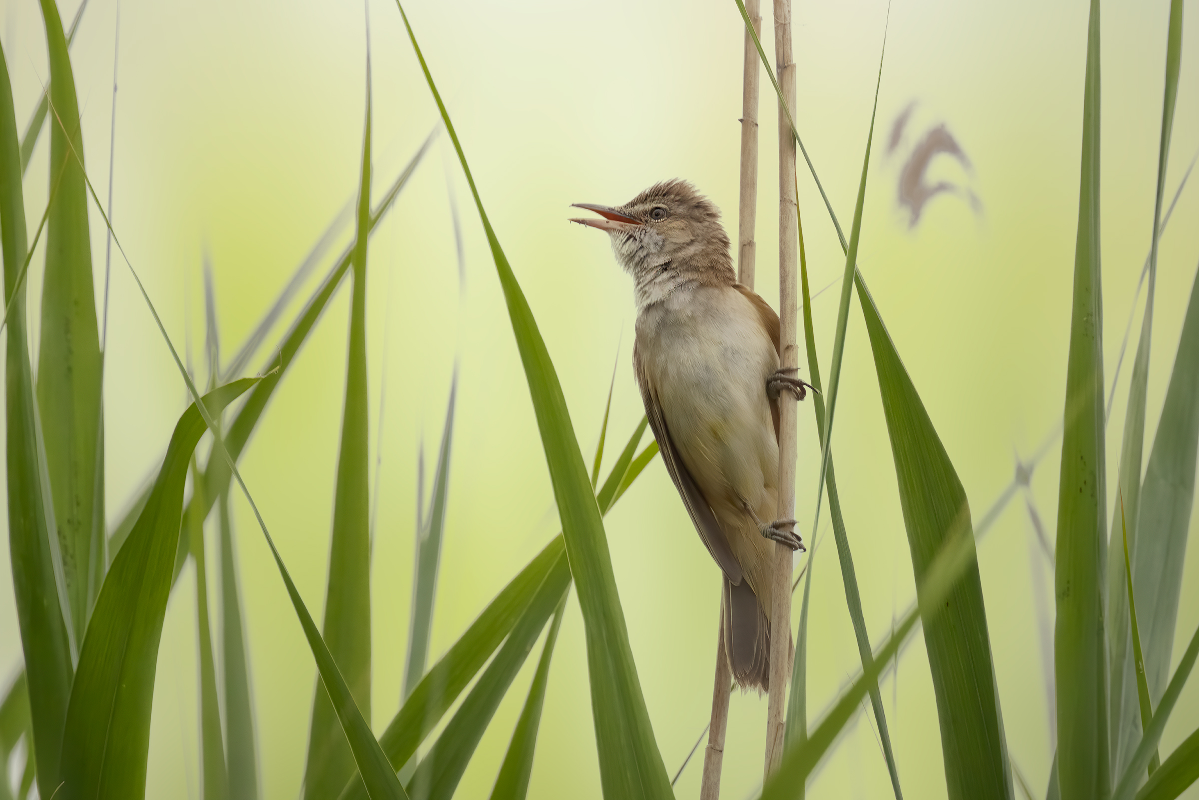 Cannareccione - Great Reed Warbler