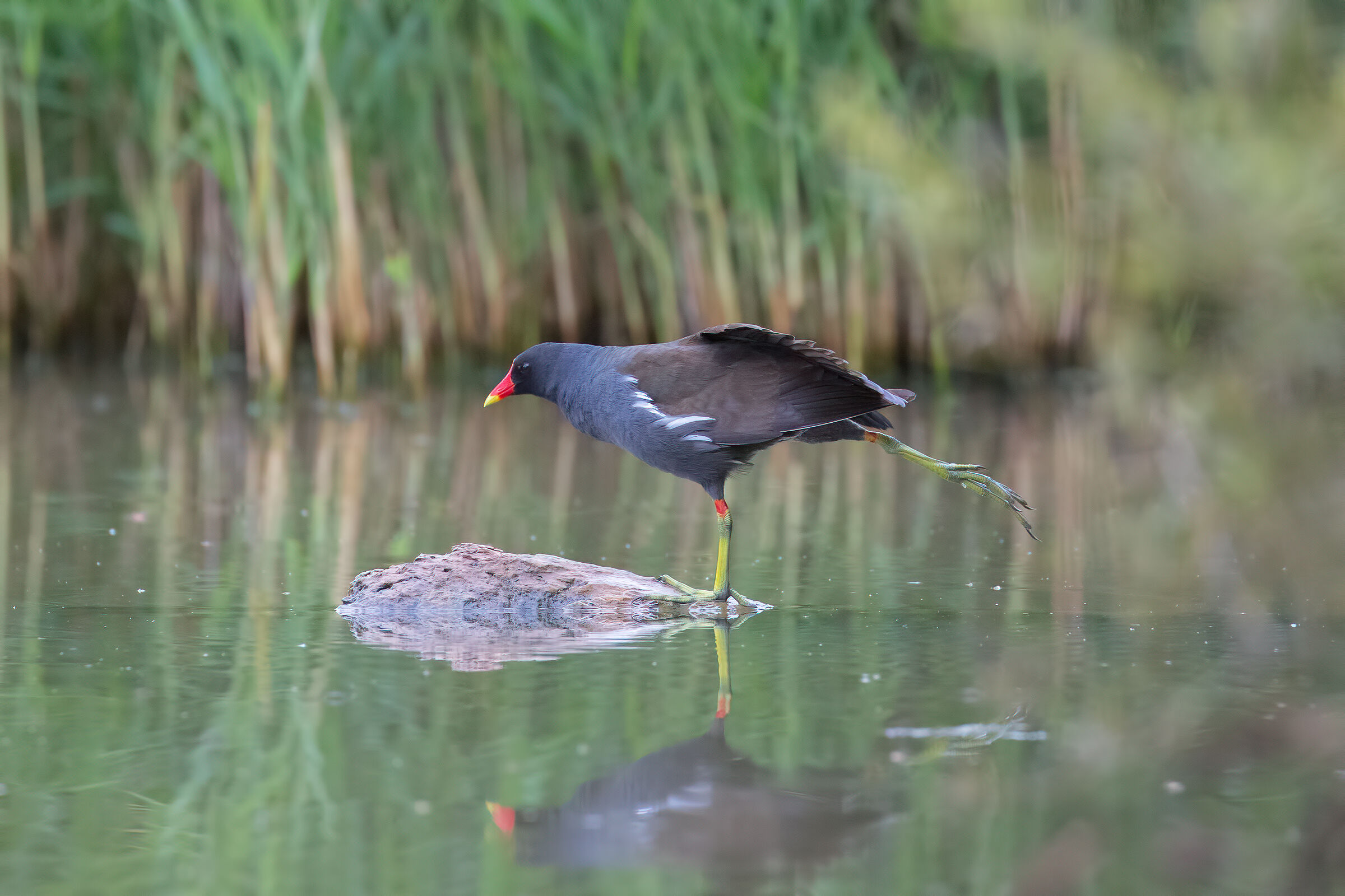 Stretching (Gallinella di Acqua)