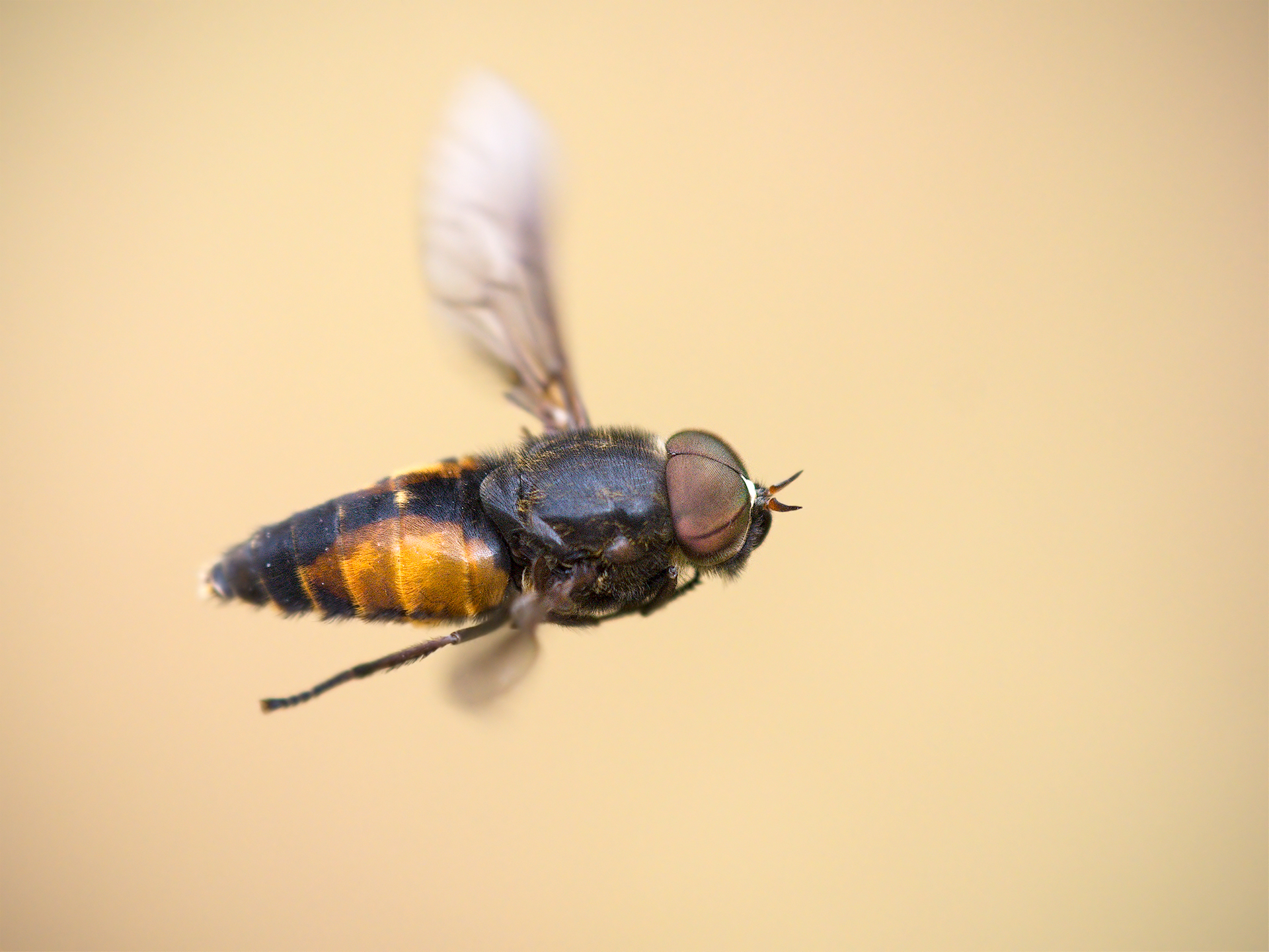 Flying insect (help identification)