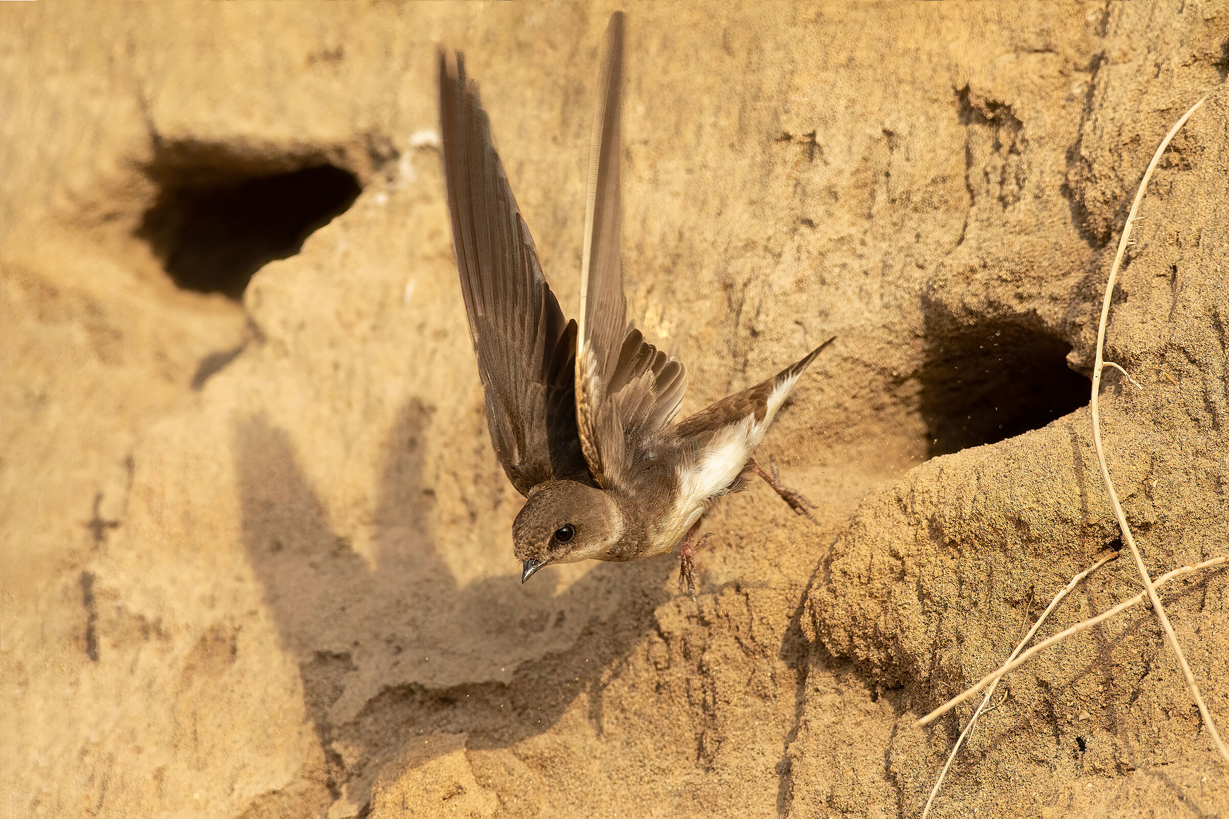 bank swallow
