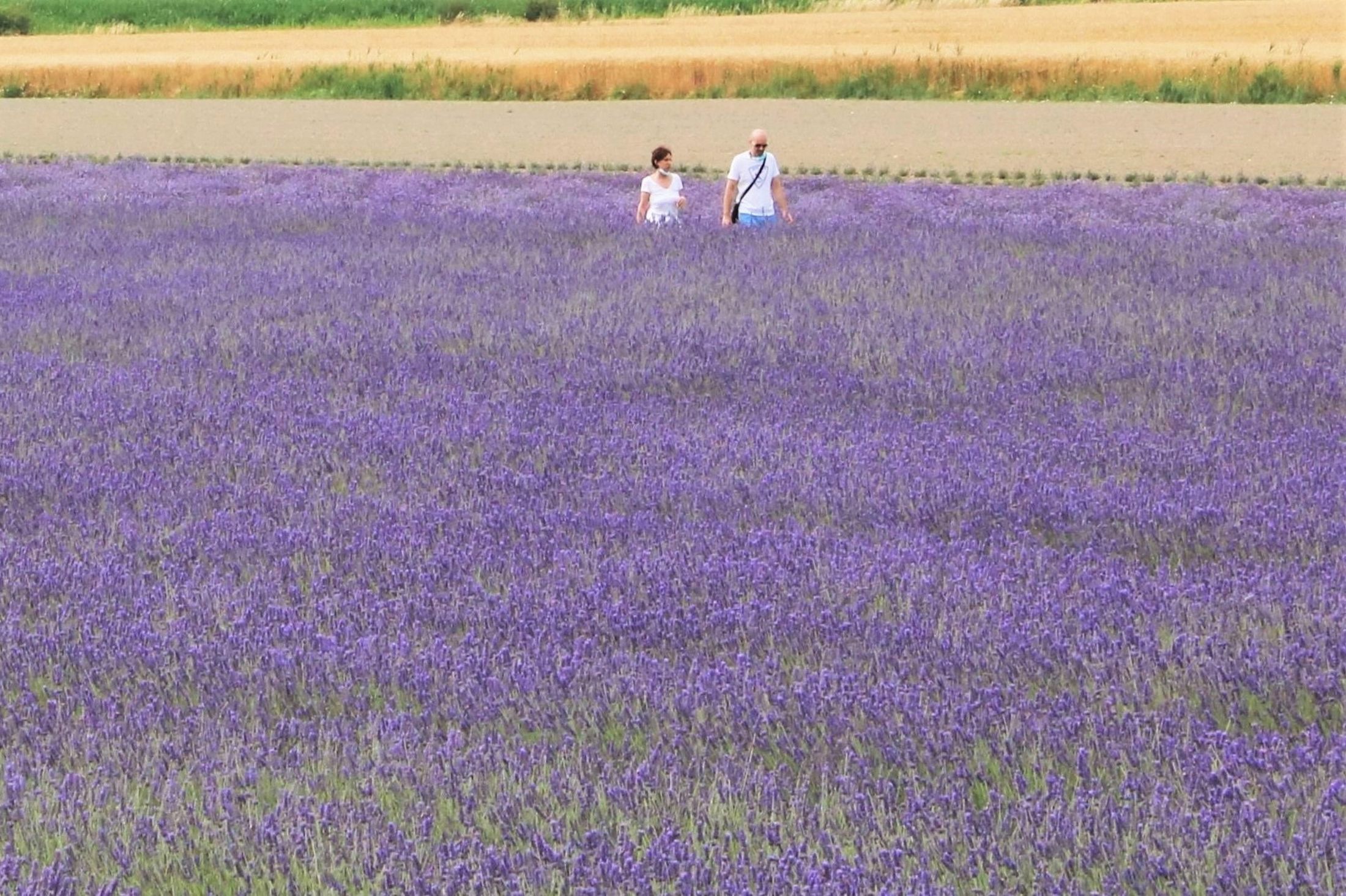 Campo di lavanda