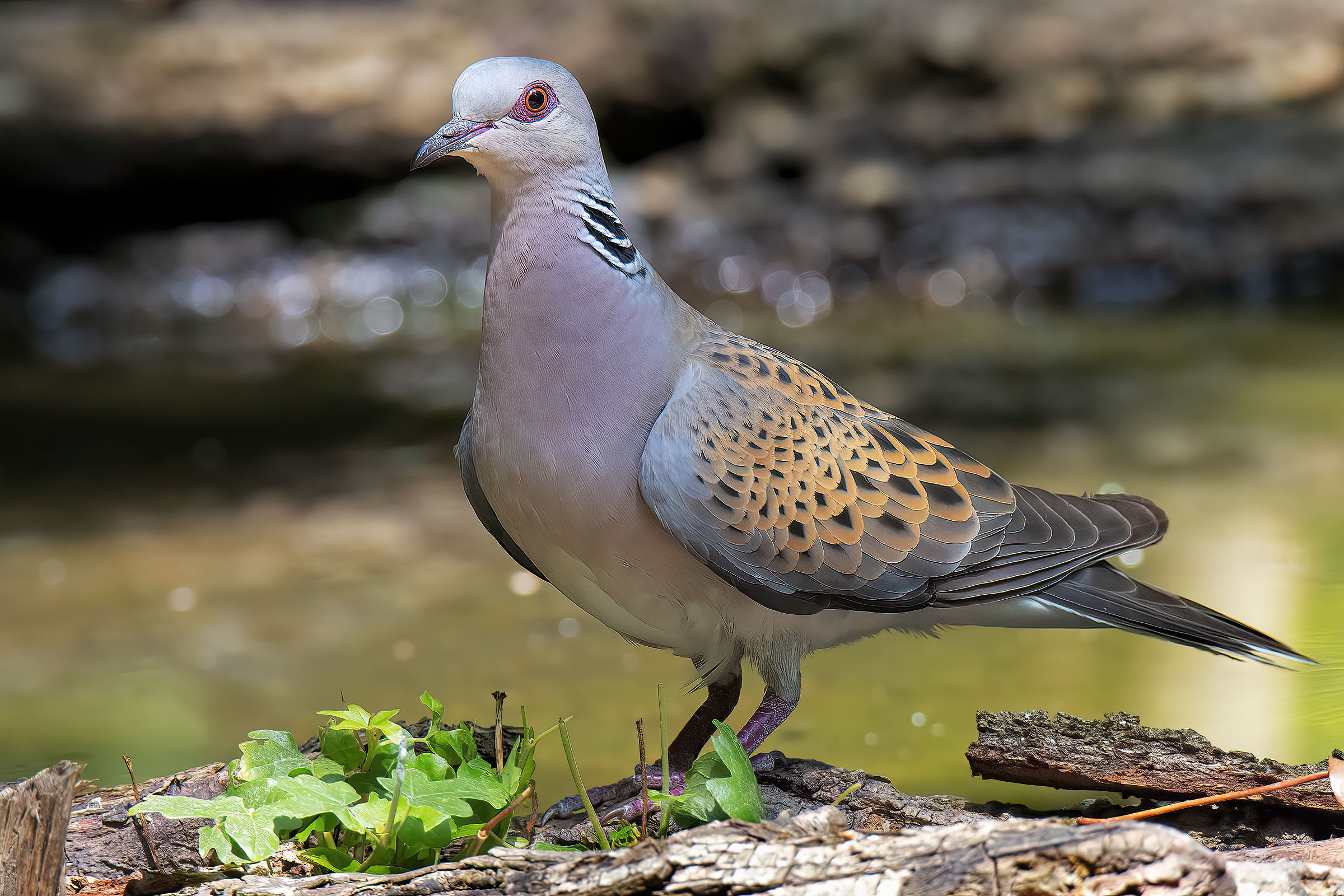 Wild Dove