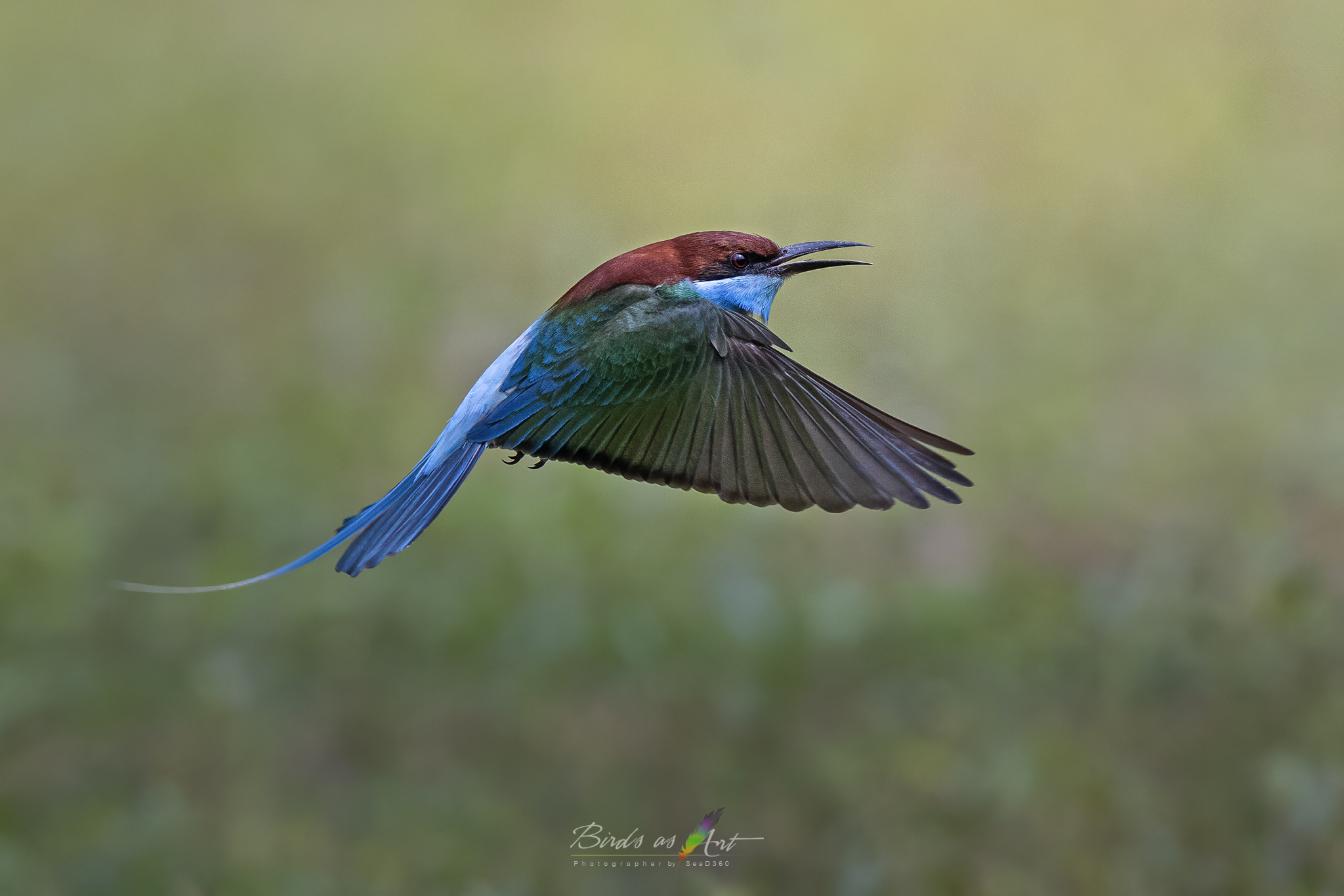 Mangiatore di ape dalla gola blu