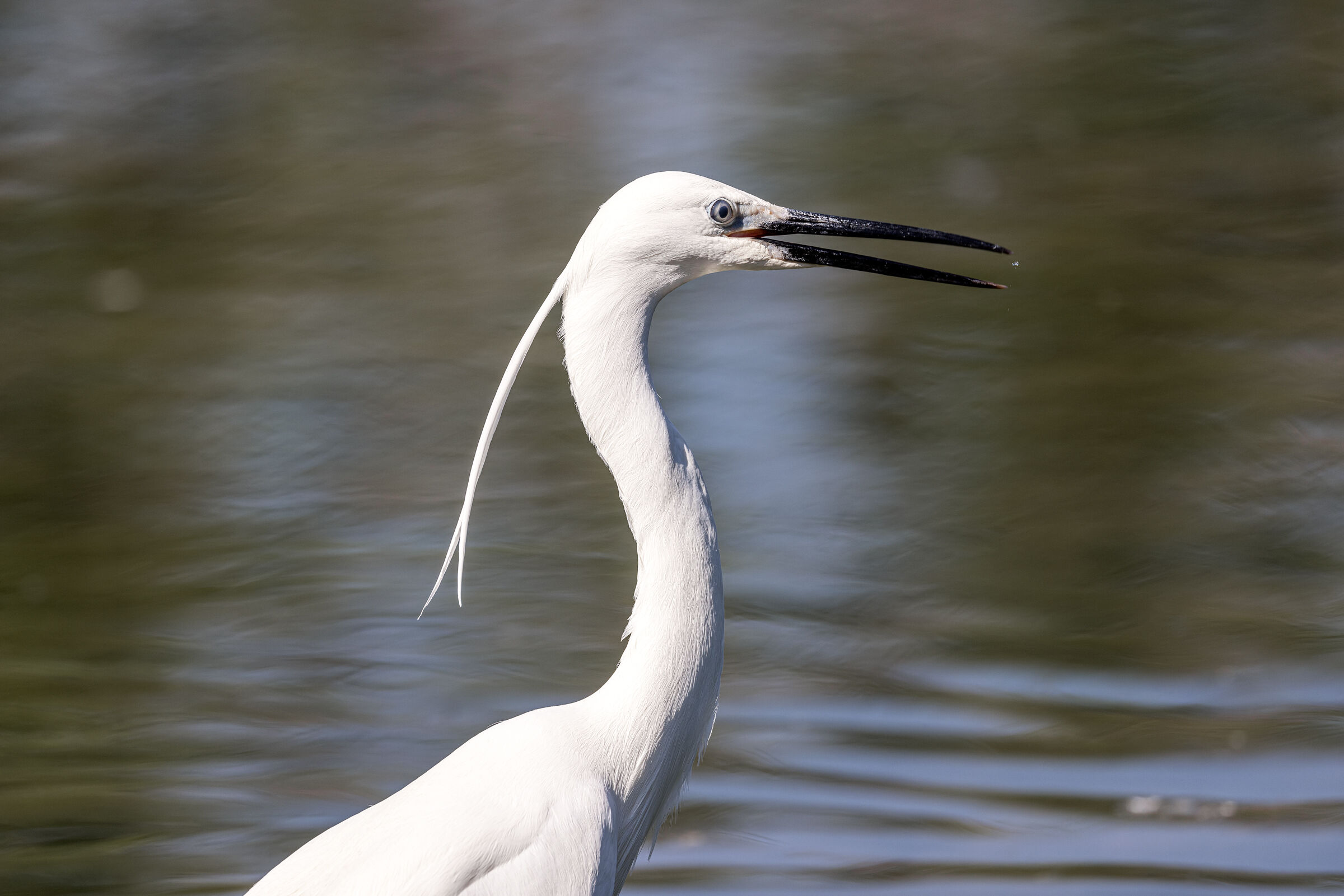 the profile of the egret