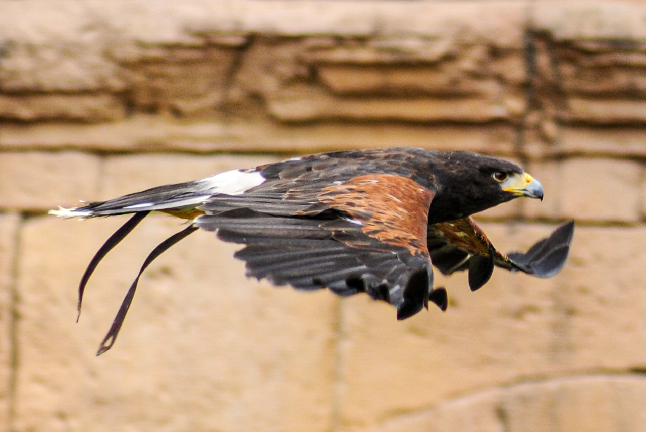 in flight ( cropped )