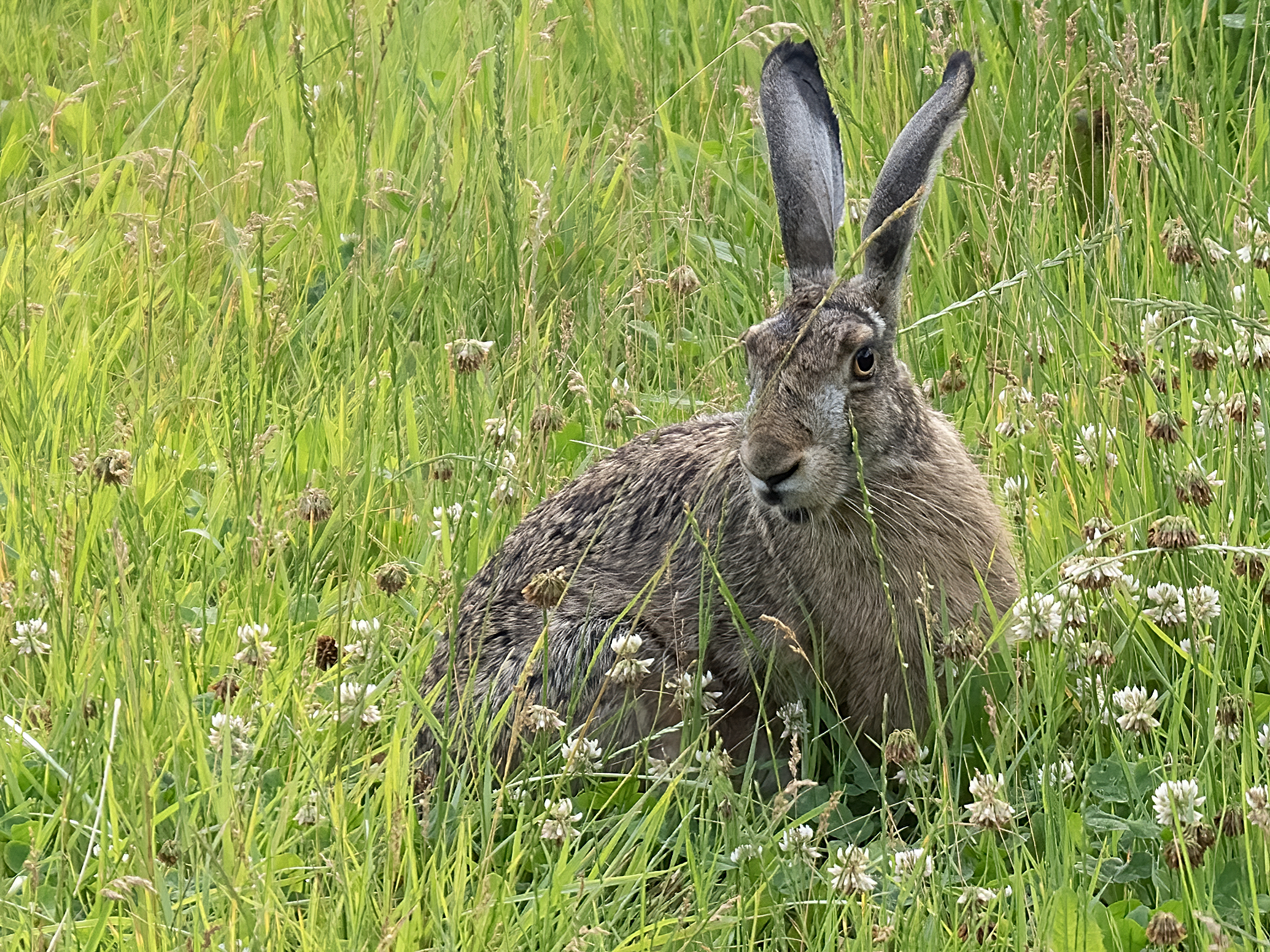 Europae's hare